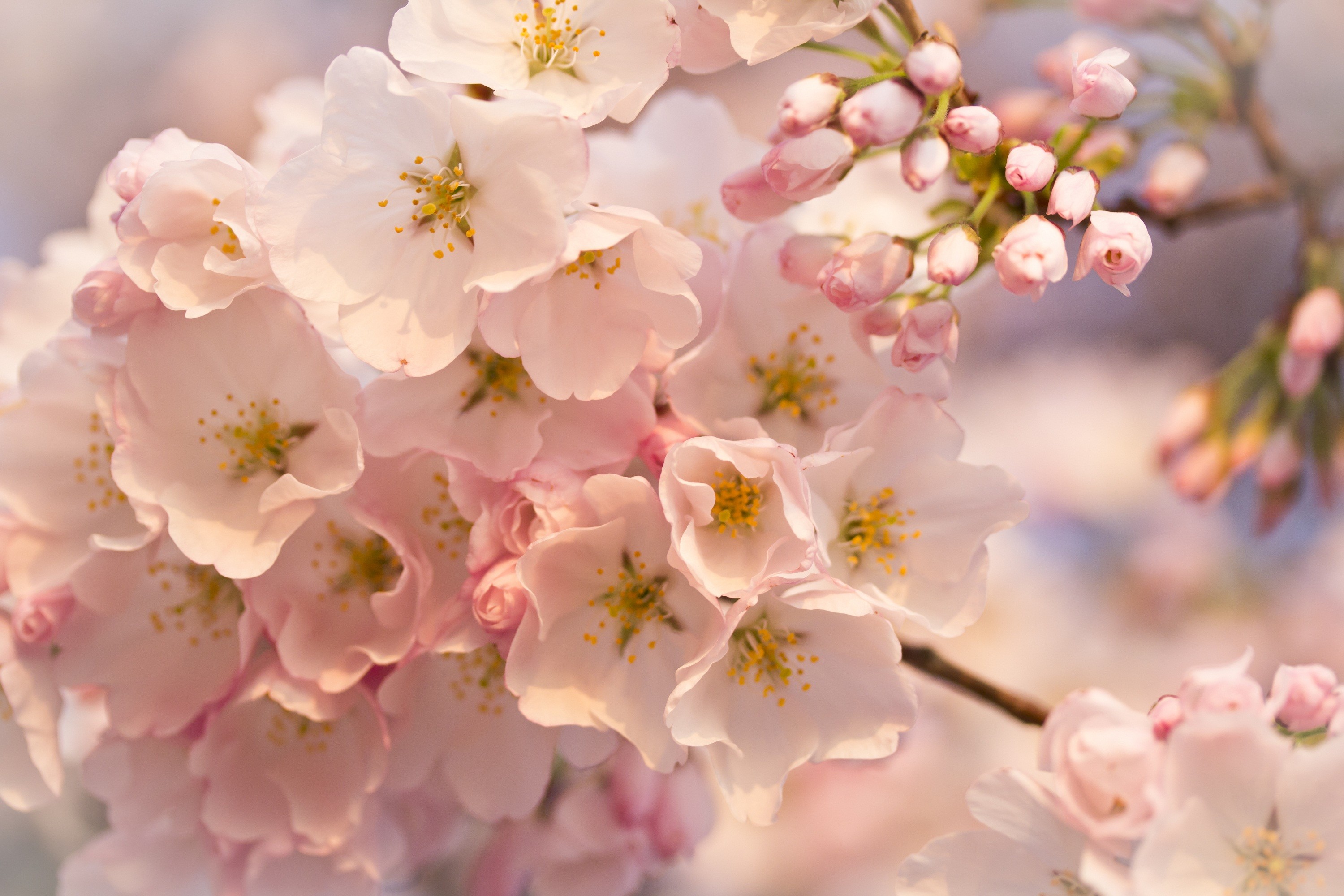 Spring Flowers Background Desktop ·① WallpaperTag