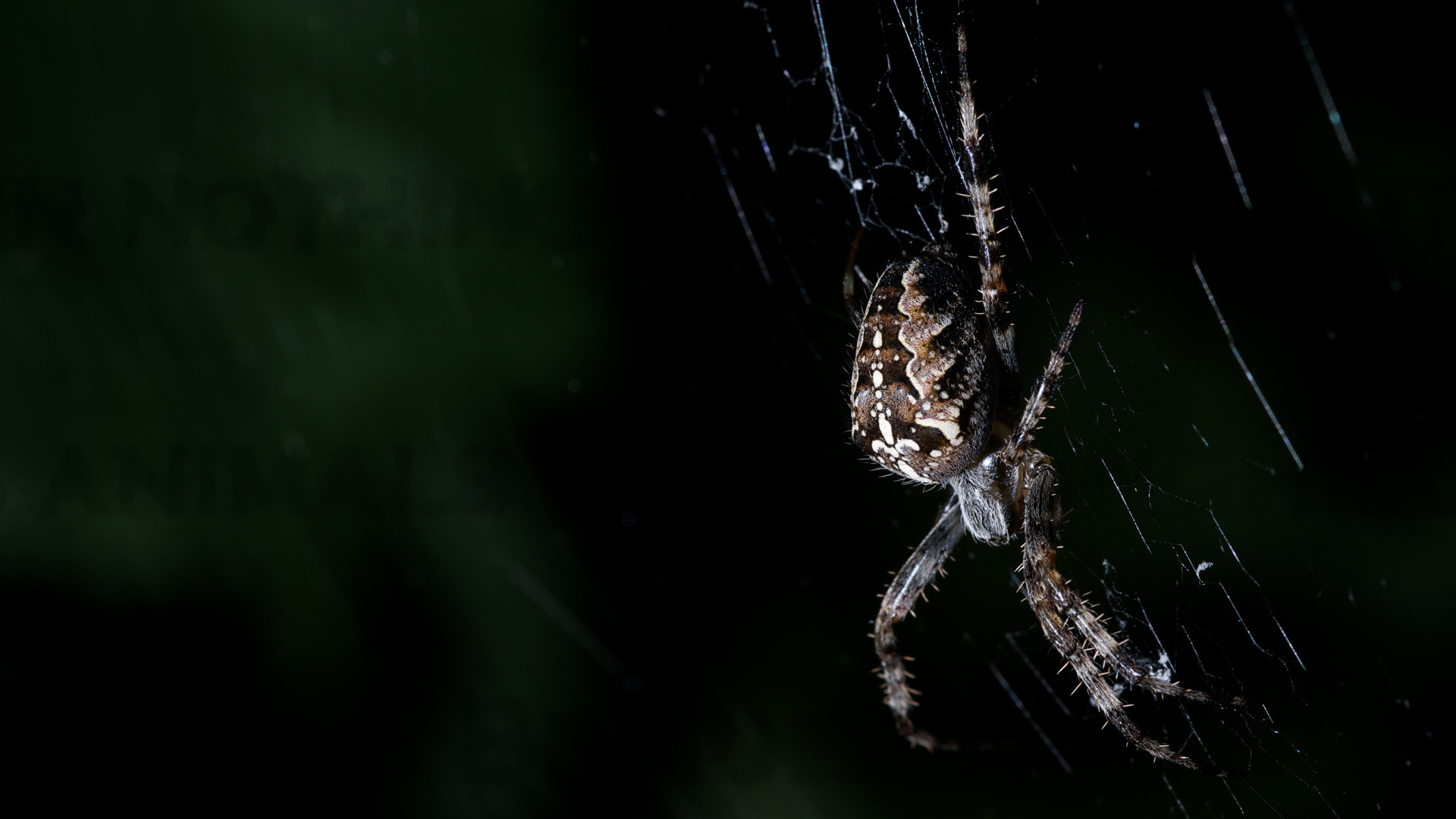 Паук на черном фоне. Черный воронковый паук. Прядущий Мизгирь паук. Паук обои. Паук на темном фоне.