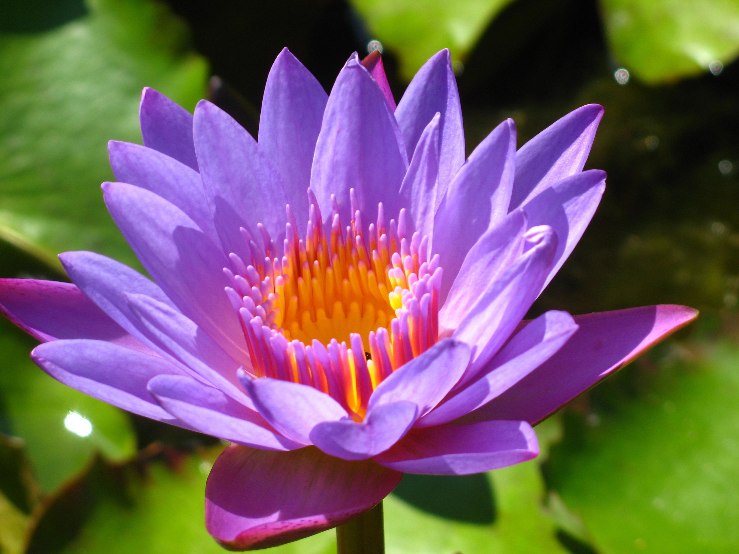 Lotus Flower Wallpapers ·① WallpaperTag