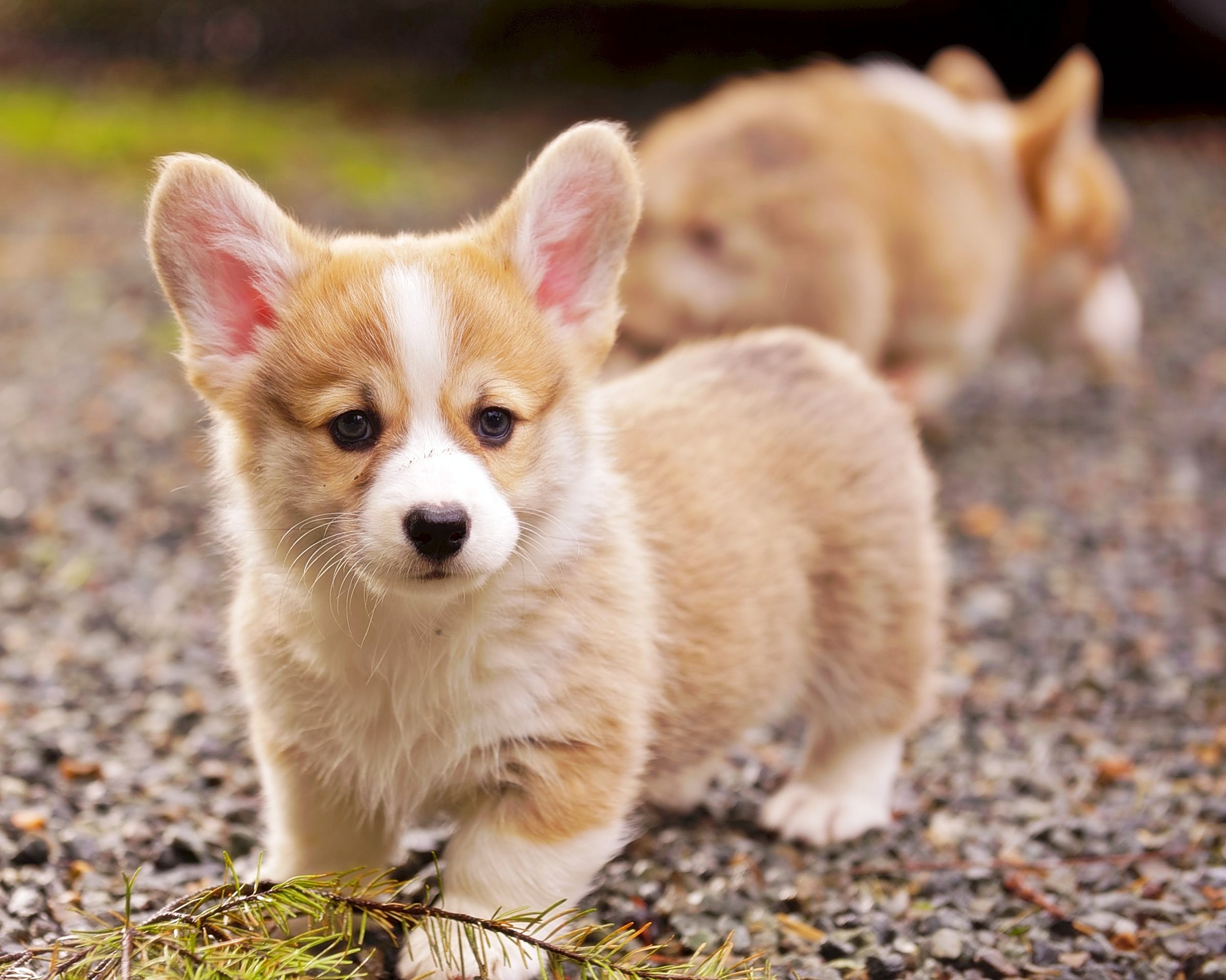 Corgi Puppy Wallpapers ·① WallpaperTag