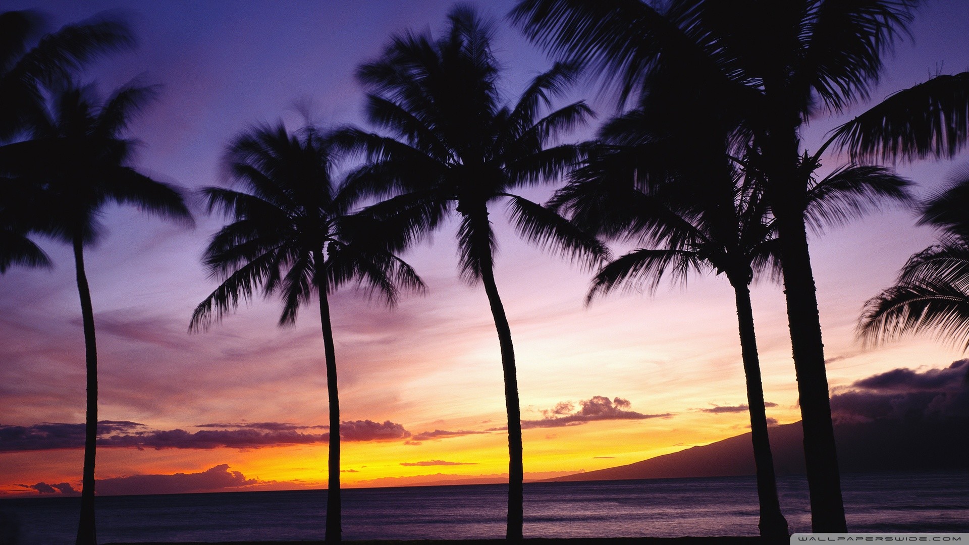 Palm Tree Desktop Wallpaper Wallpapertag Palm Tree Desktop Wallpaper Wallpapertag