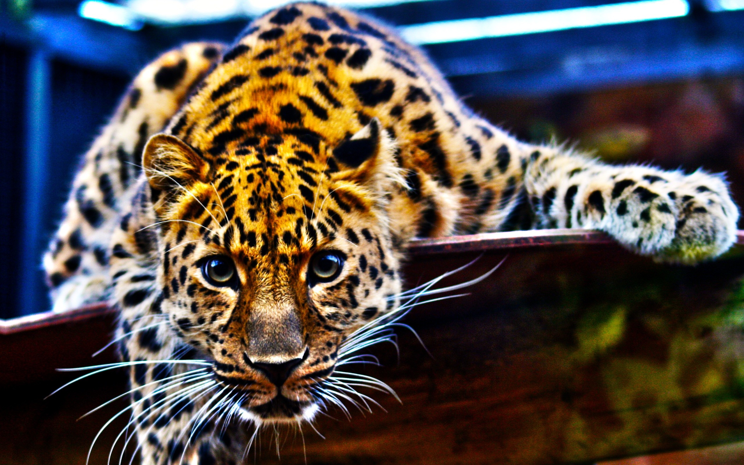 Обои без смс. Переднеазиатский леопард. Лео леопард. Переднеазиатский леопард Семенов. Большие кошки.