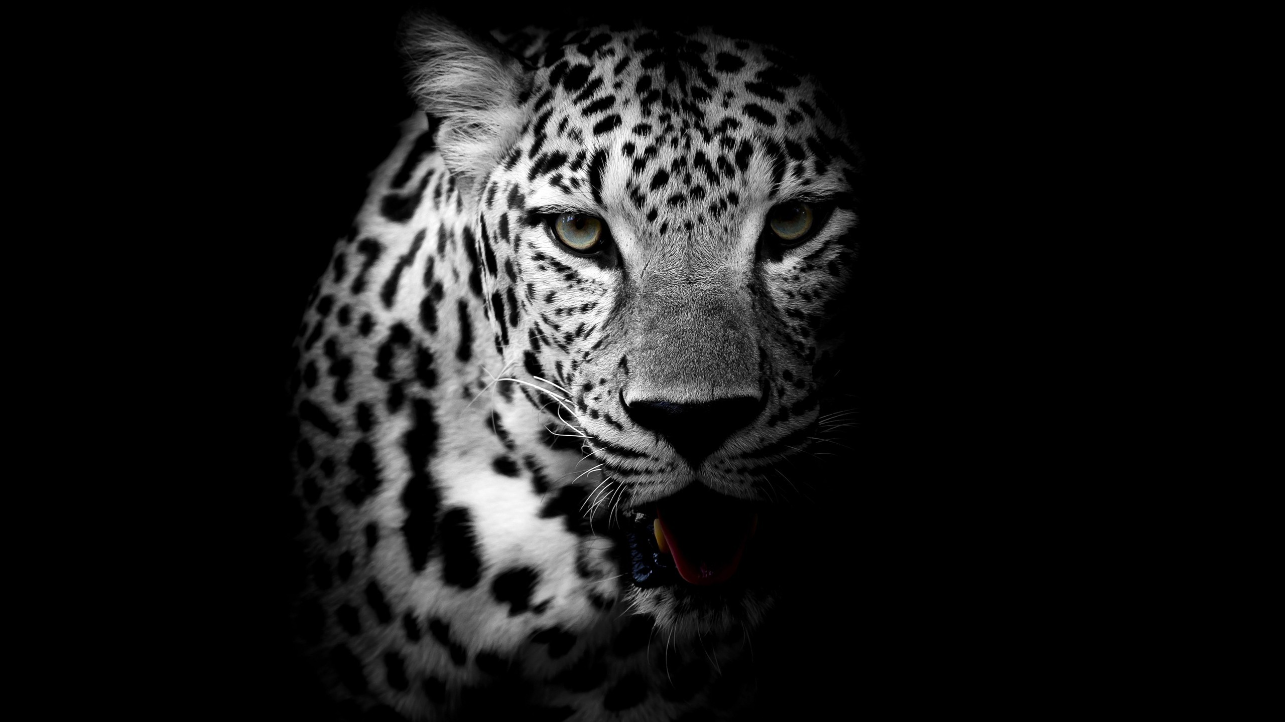 Black Leopard Background ·① WallpaperTag