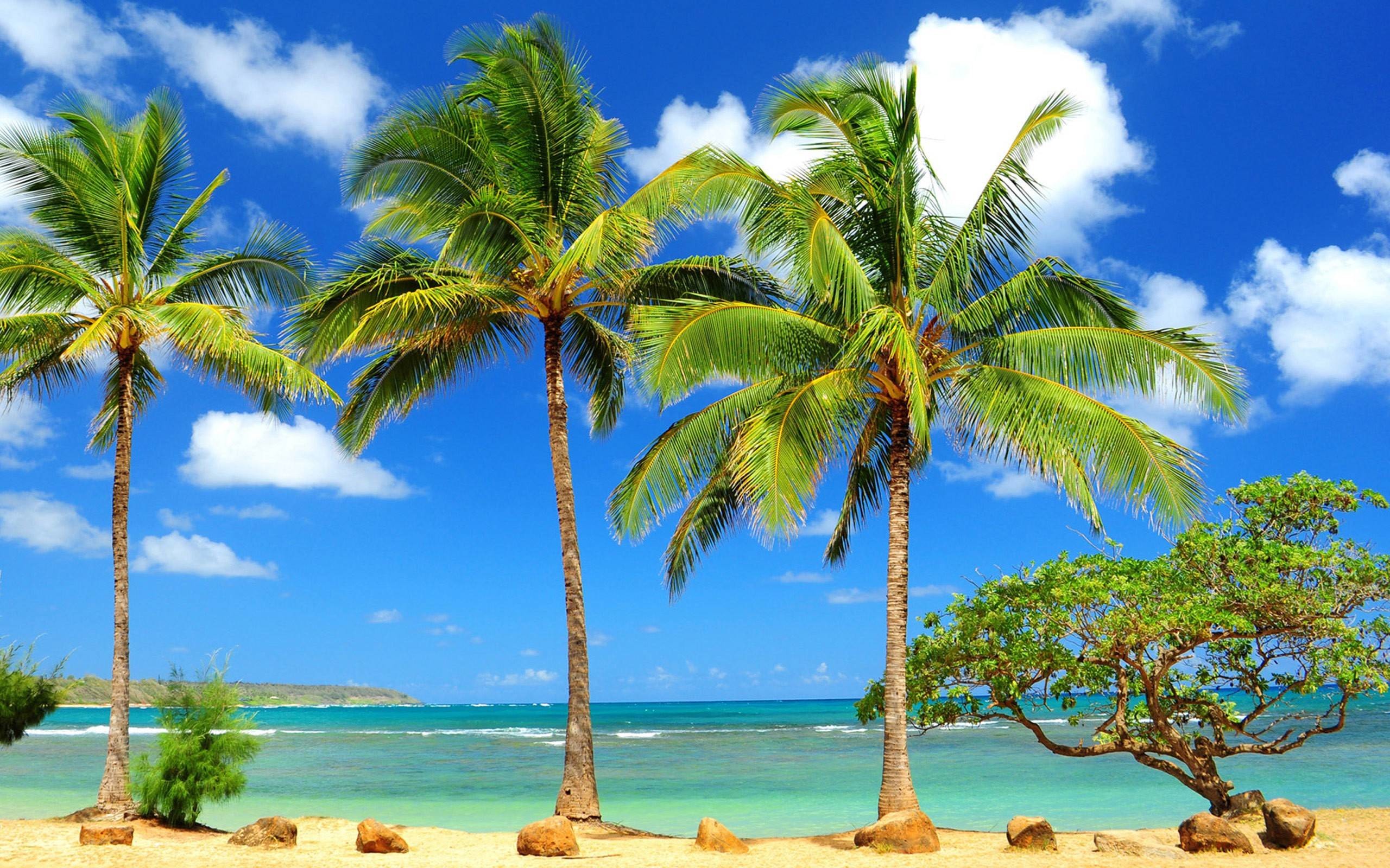 Palm Tree Backgrounds