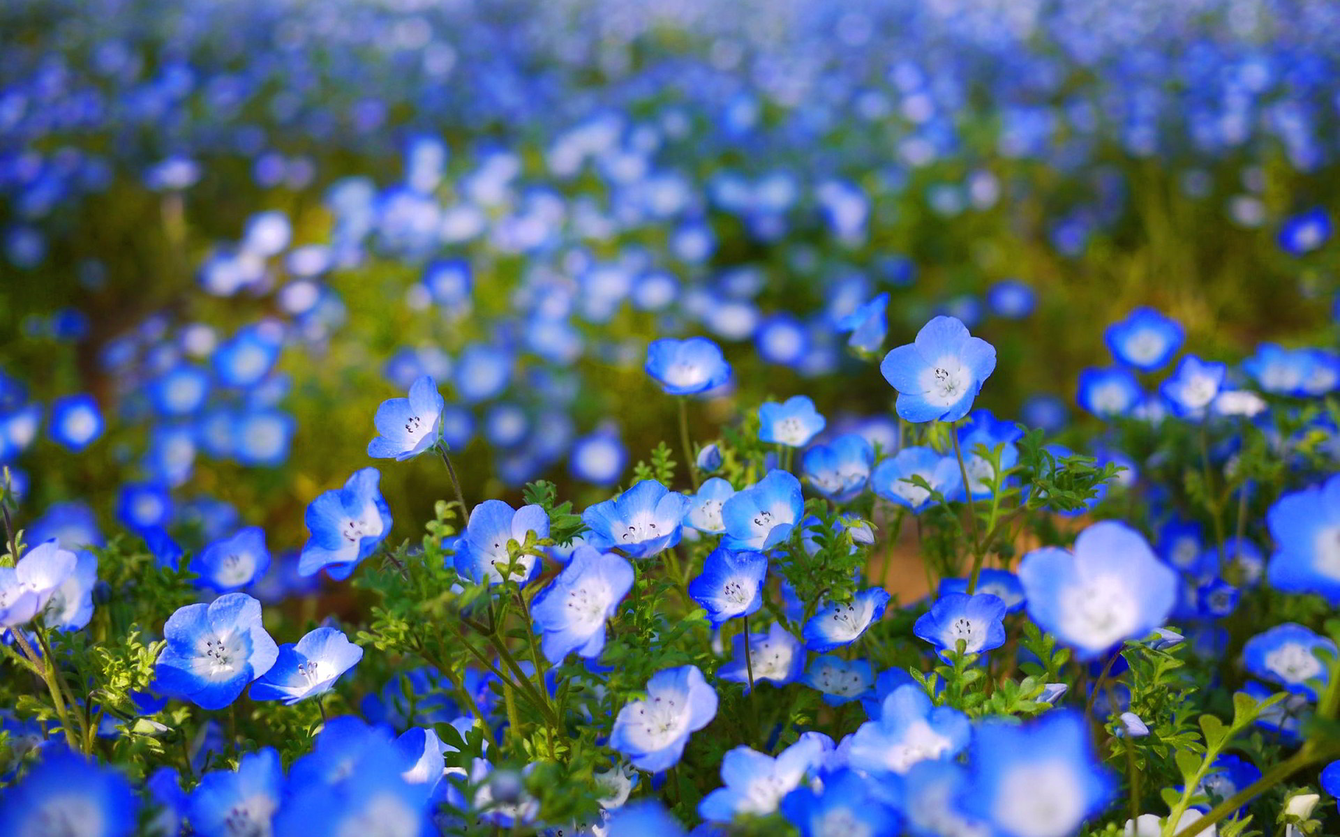 Blue Flowers Wallpaper ·① WallpaperTag