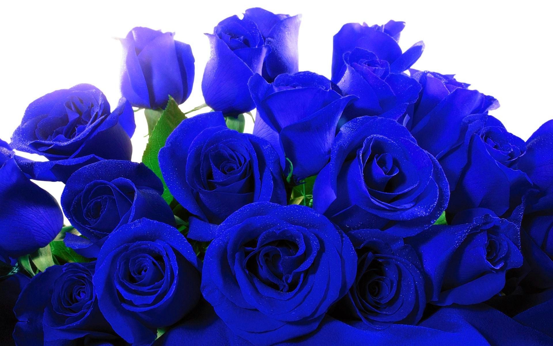 Blue Roses Wallpaper ·① WallpaperTag