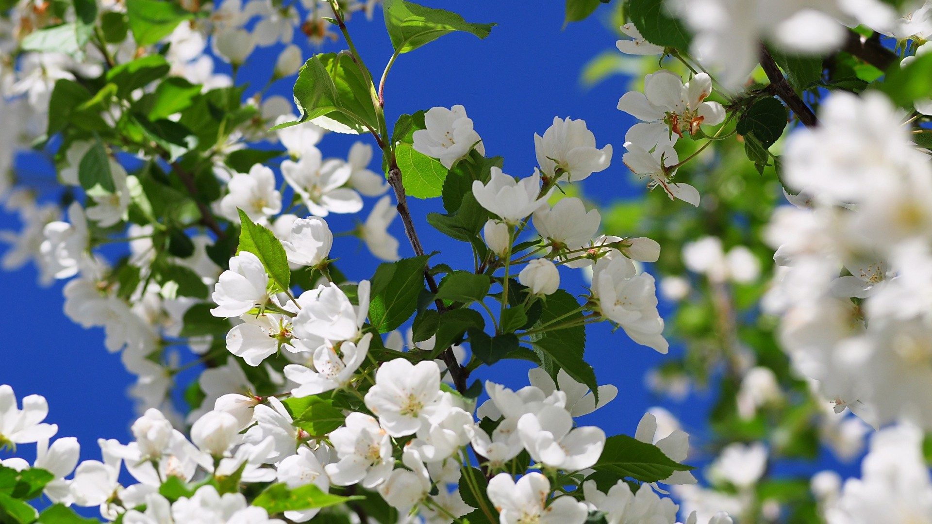 White blossoms, Jasmine, Blue sky, Spring, Full HD, laptop background
