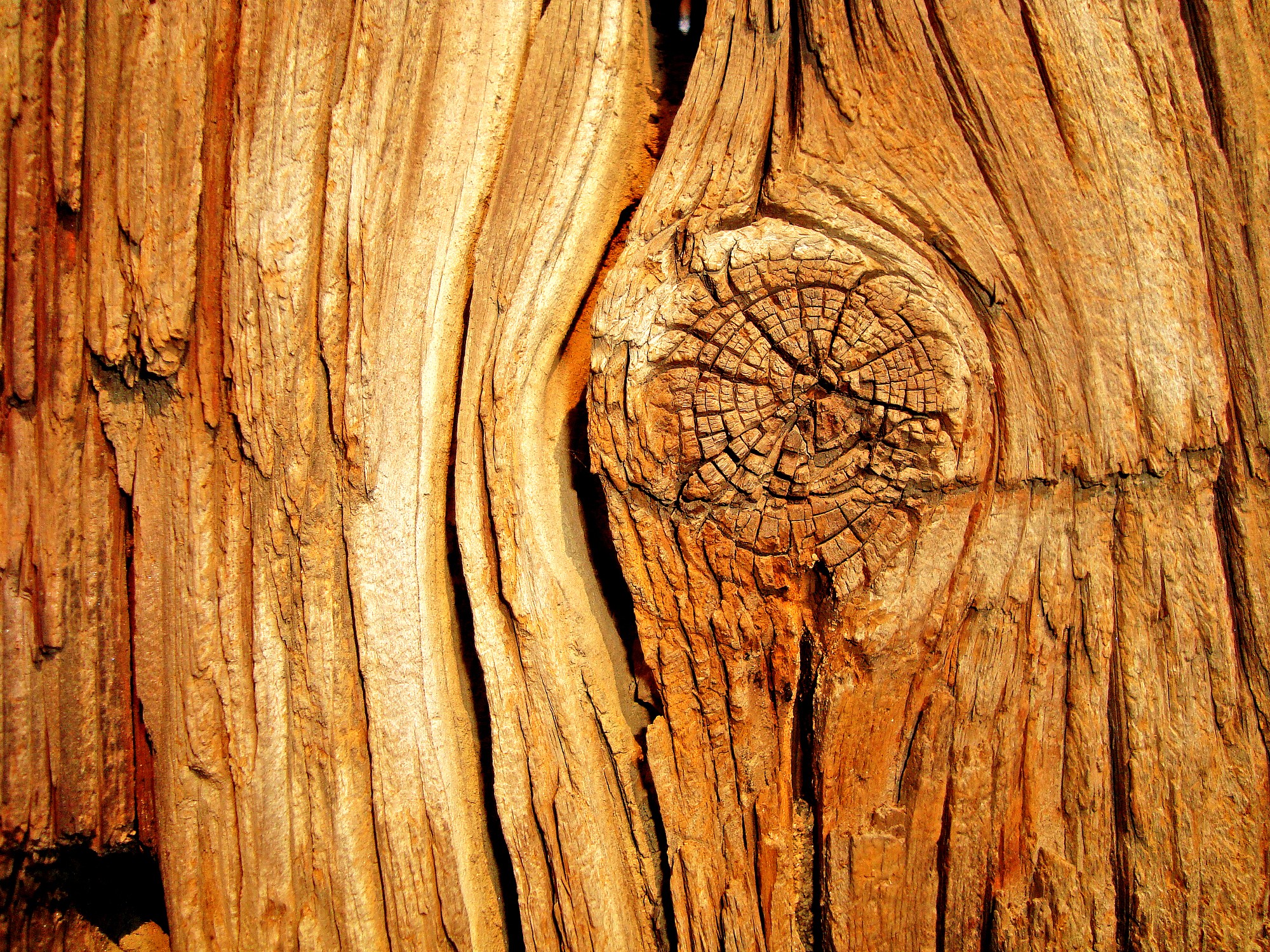 Древесный. Дерево в разрезе. Текстура древесины. Структура дерева. Фактура дерева.
