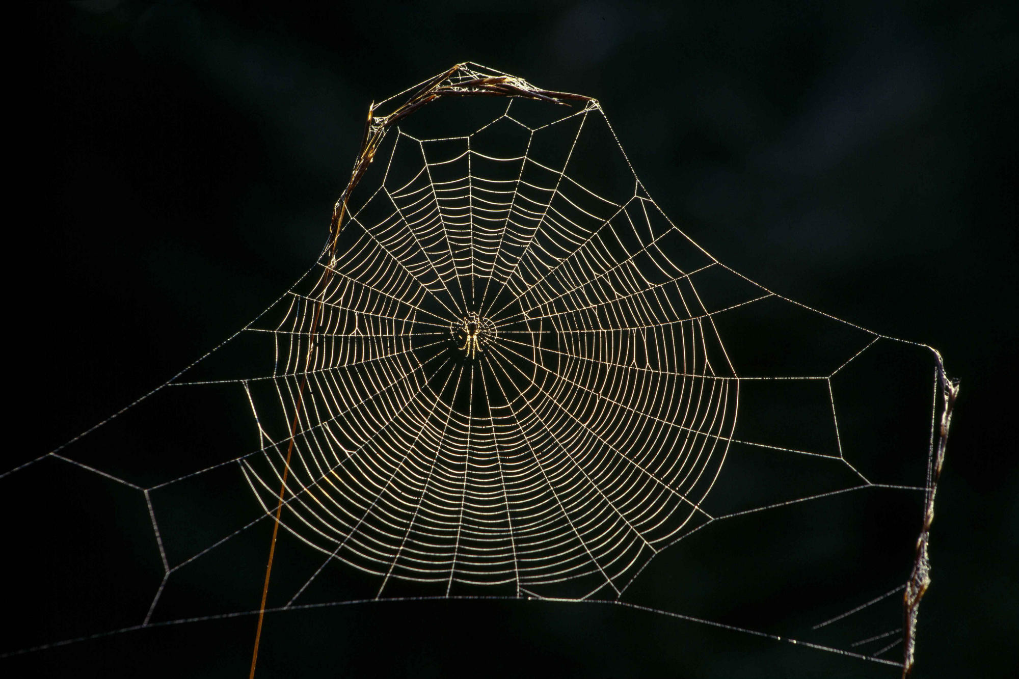 Spider Web Wallpaper.