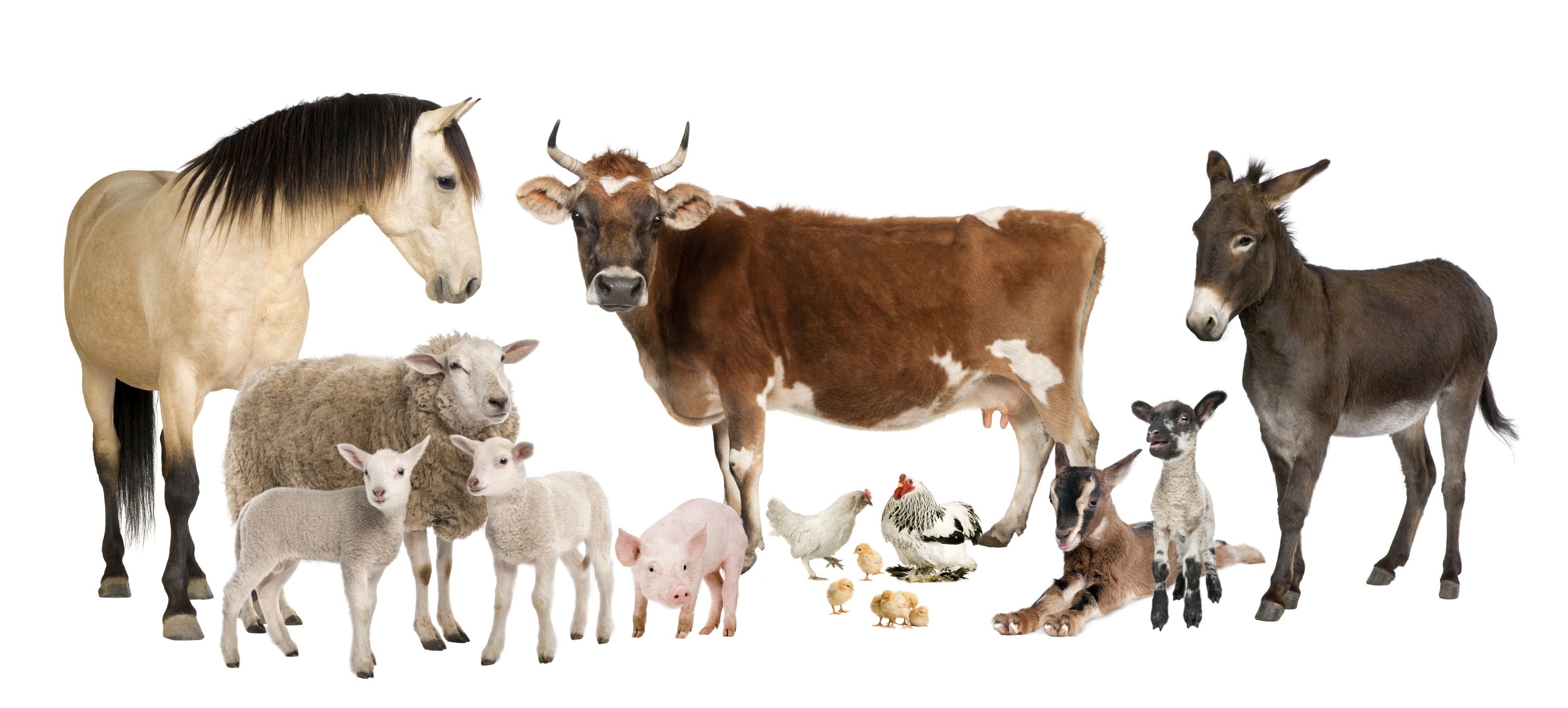 Farm Animals Wallpaper ·① WallpaperTag