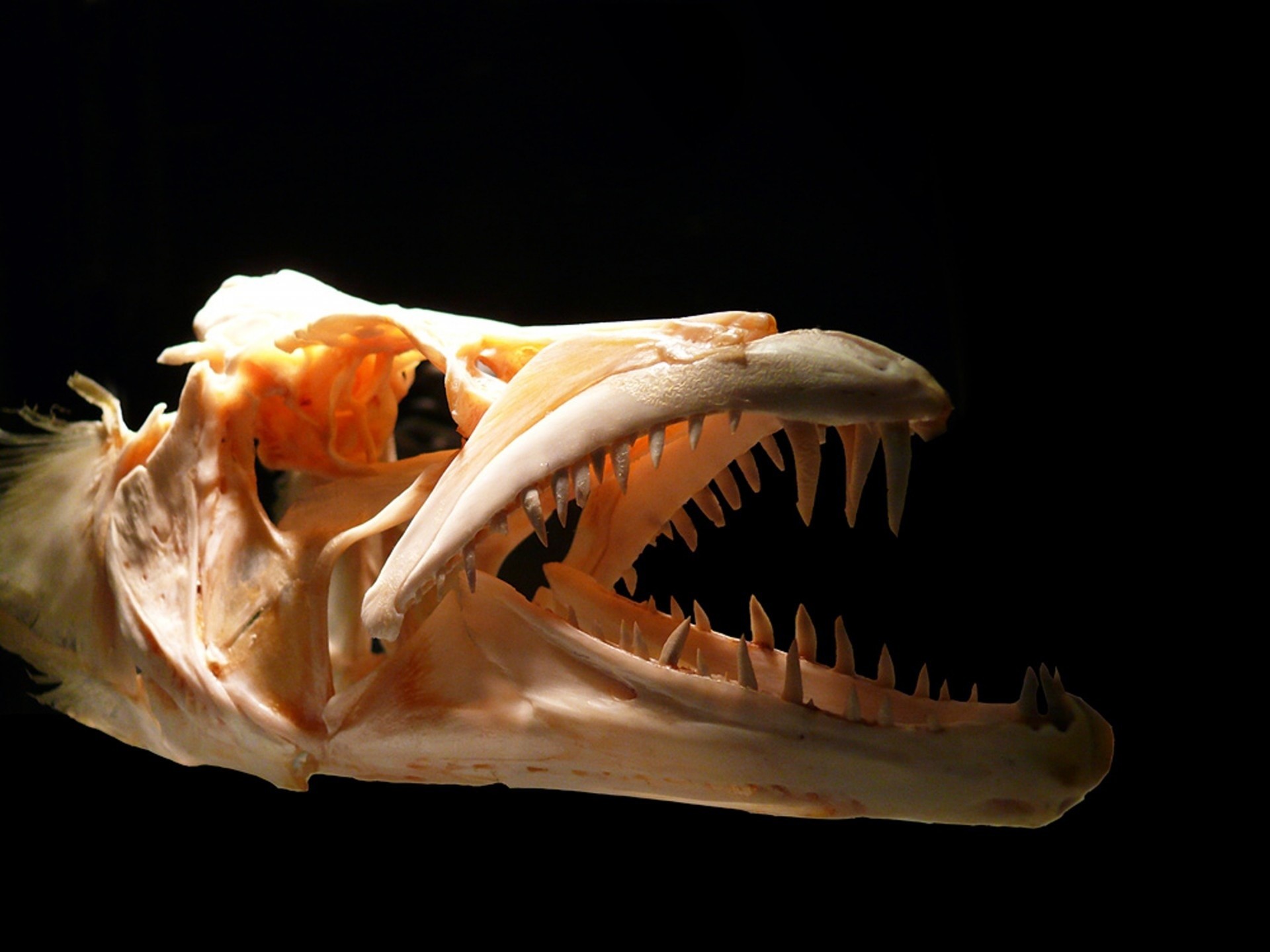 Появление челюстей у позвоночных. Мурена рыба скелет. Скелет барракуды. Рыбы хищники.