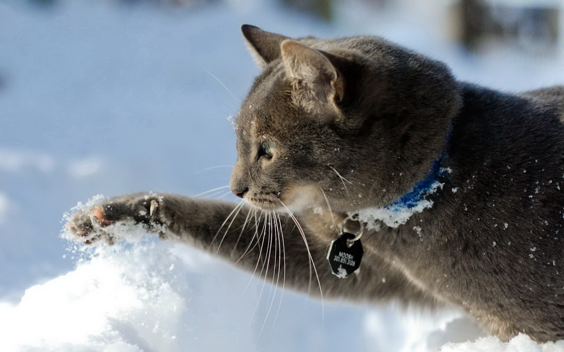 Весело падает снег. Кошка зима. Кот в снегу. Котенок в снегу. Котики зимой.