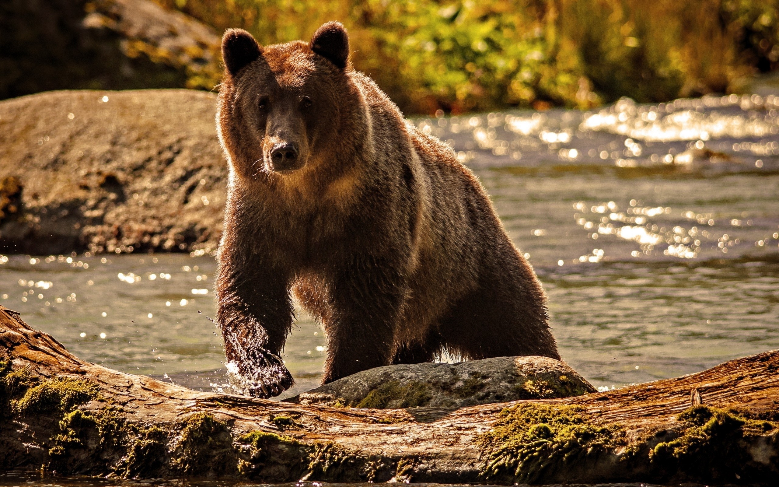 Bear wallpaper ·① Download free stunning High Resolution ...