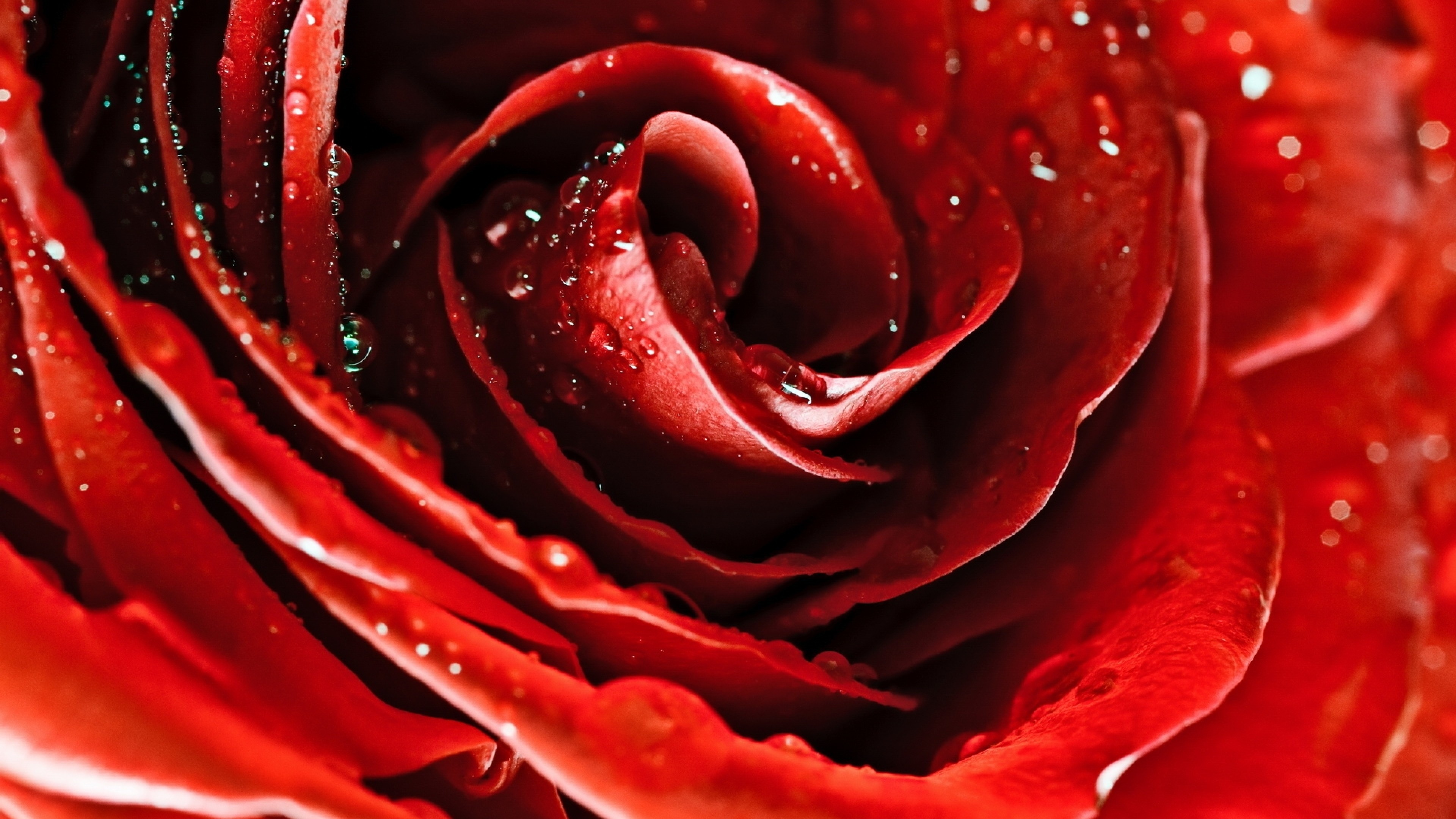 Жизнь в красном цвете. Syntia Rose 1 декор 20х50. Красный цветок. Цветы красного цвета. Красивый красный.