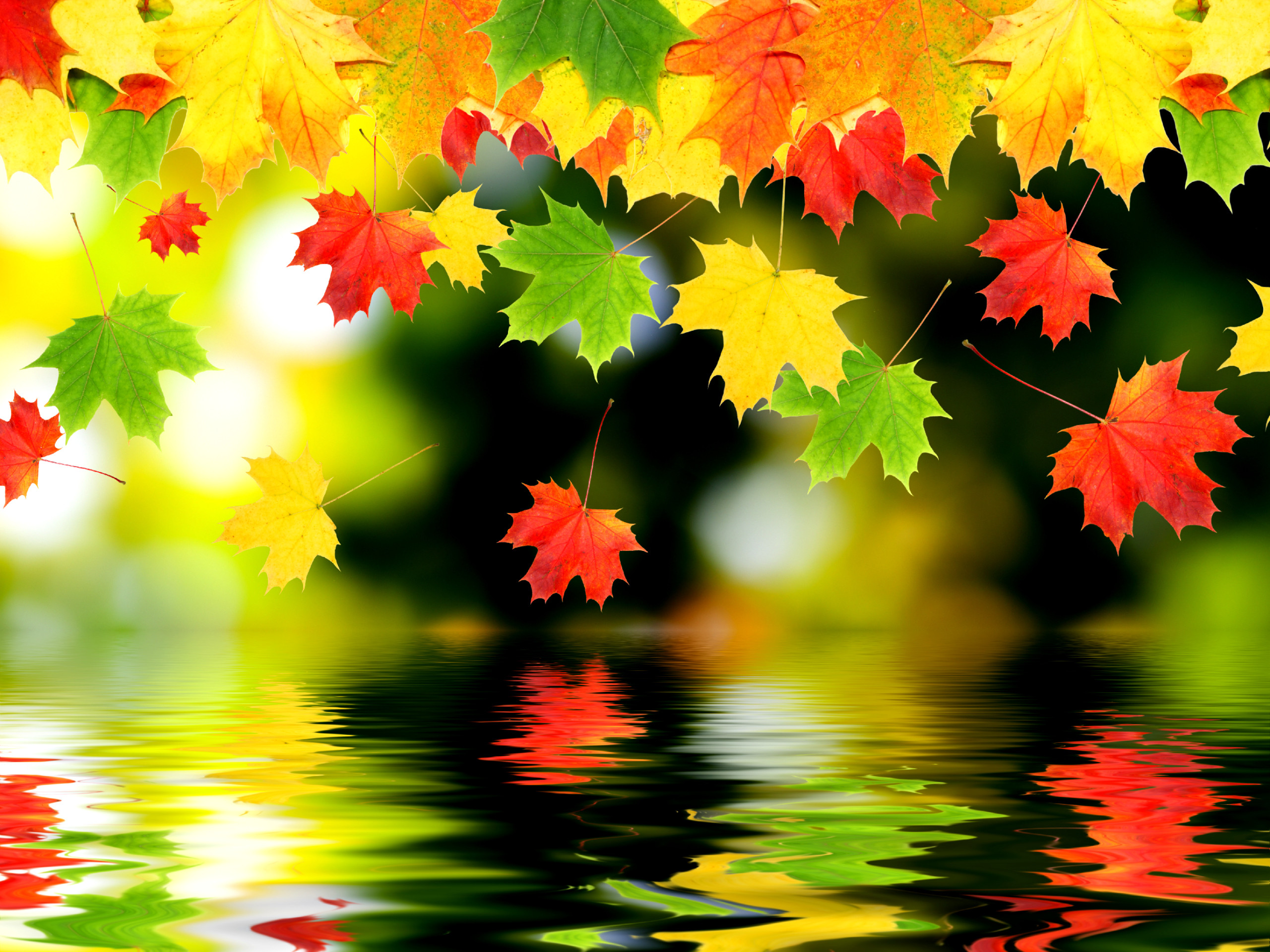 Maple leaves, Water ripples, Reflection, Autumn foliage, 2K, iPad lock screen