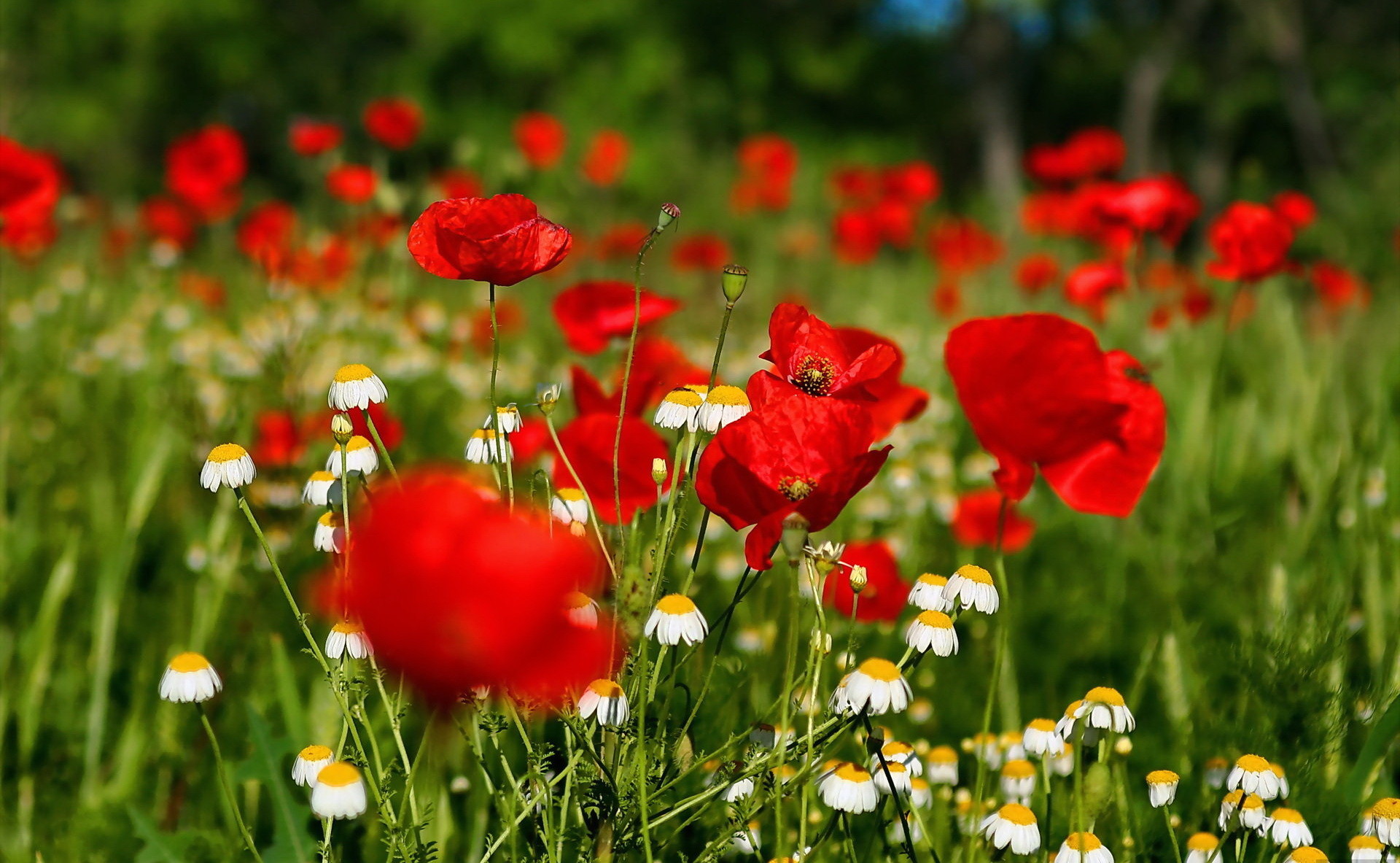 Wildflowers