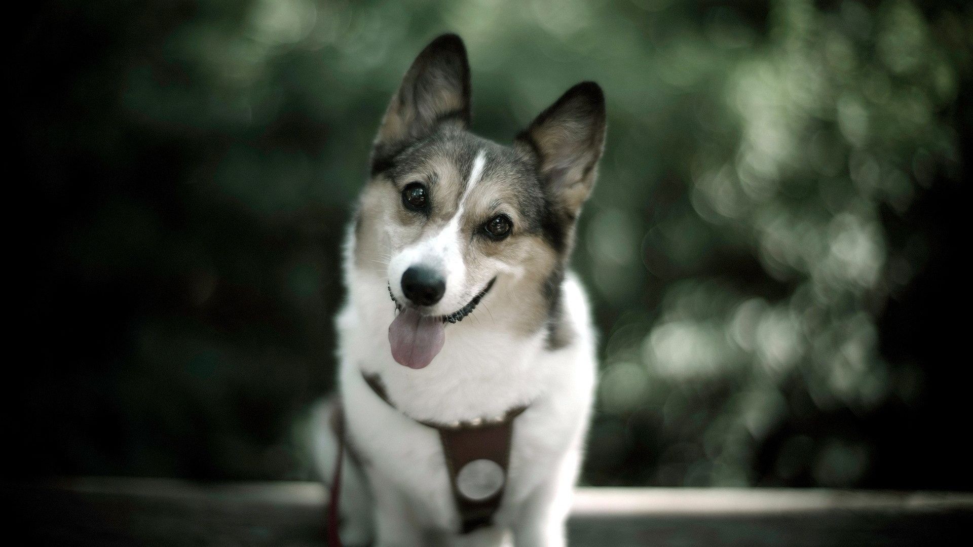 Pembroke Welsh Corgi, Tricolour, Smiling dog, Green bokeh, Full HD, laptop background