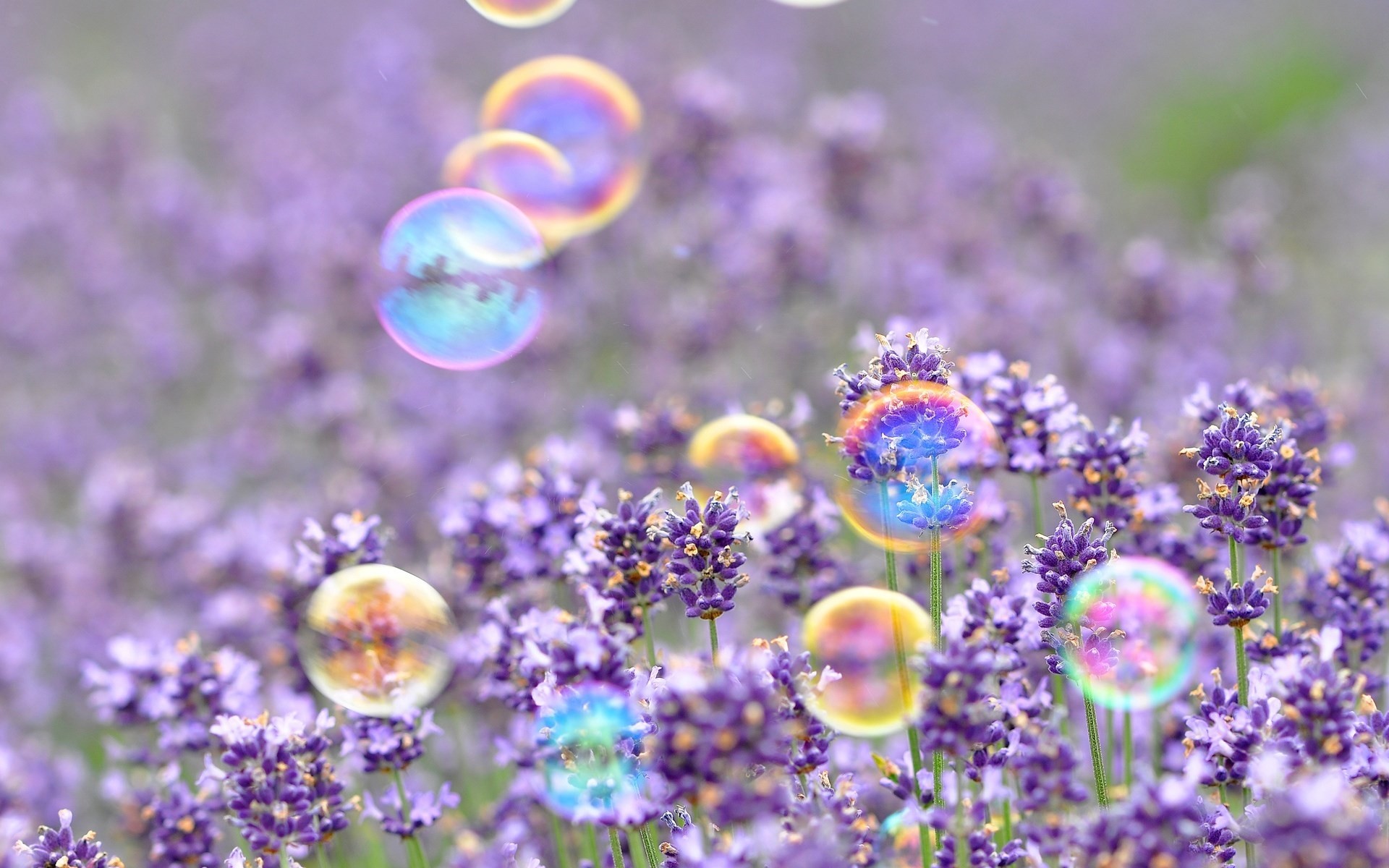 Lavender, Soap bubbles, Purple flowers, Field, Macro, Full HD, laptop background