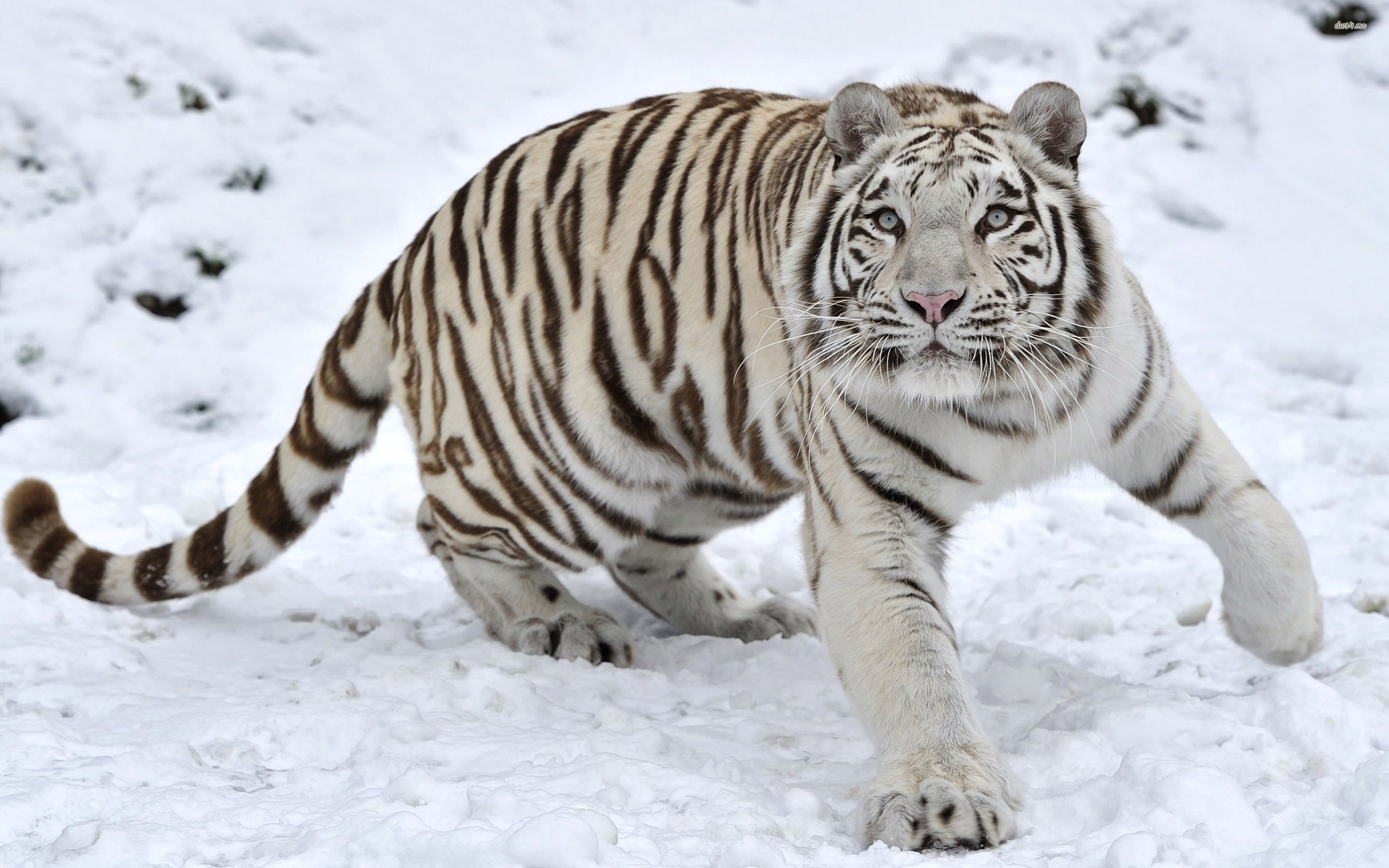 White Tiger Images Hd