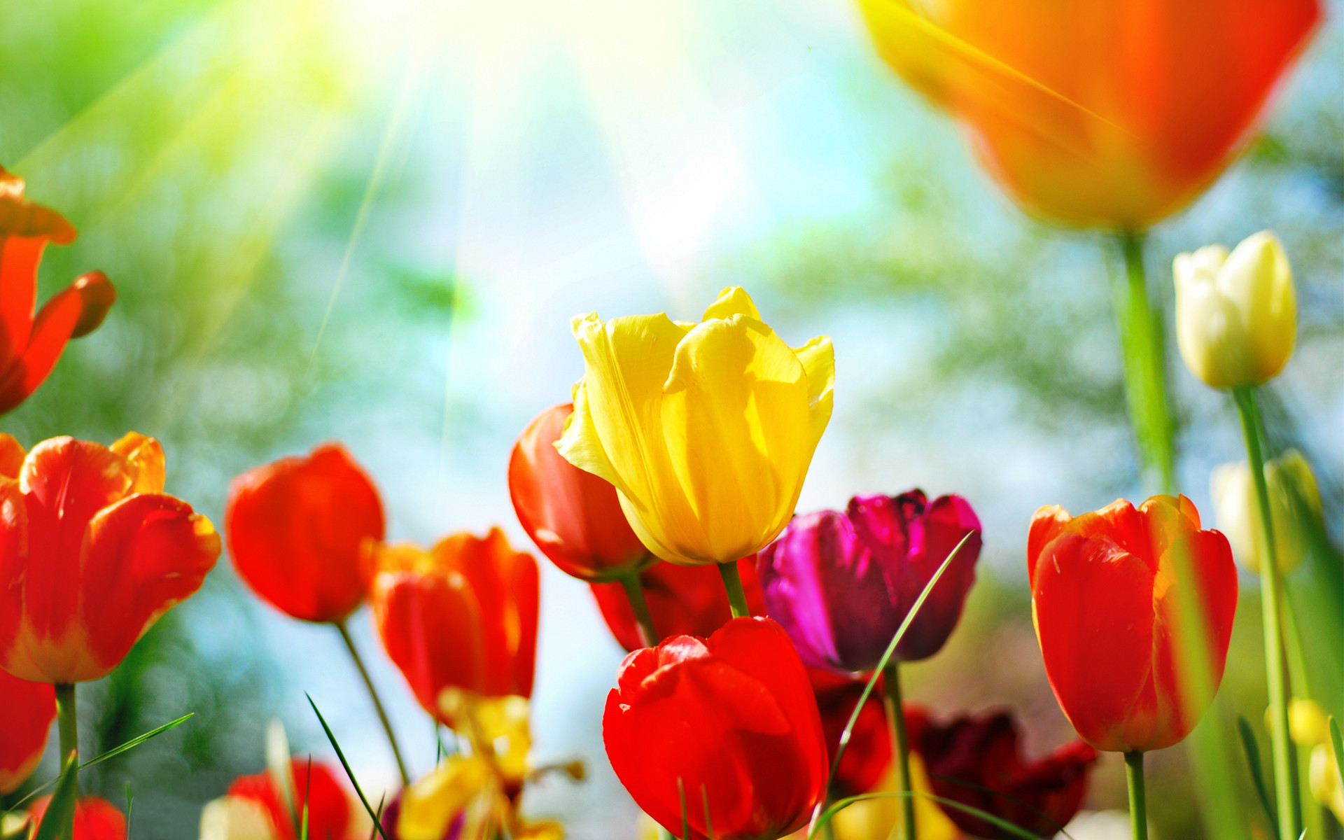 Spring Flowers Background Desktop ·① WallpaperTag