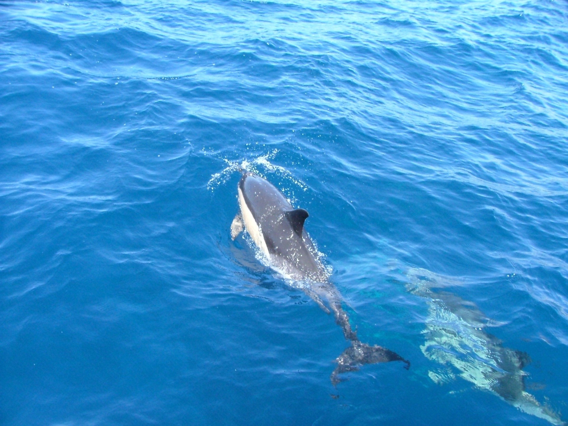 Дельфины уплывают в океан слушать. Дельфины в море. Дельфин в море. Дельфин плывет. Дельфины плавают в море.