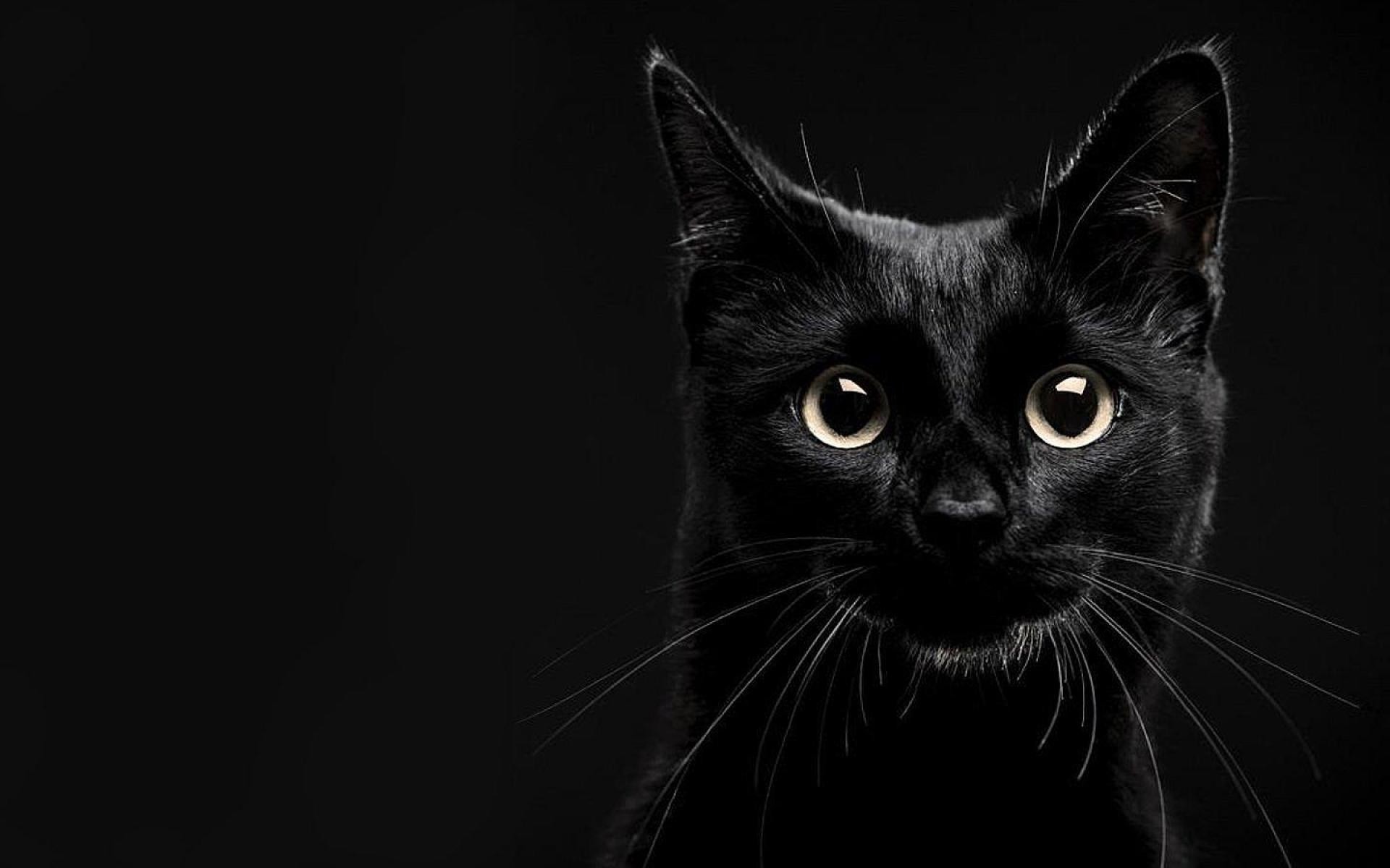 17+ Black Cat Wallpaper Desktop - Furry Kittens