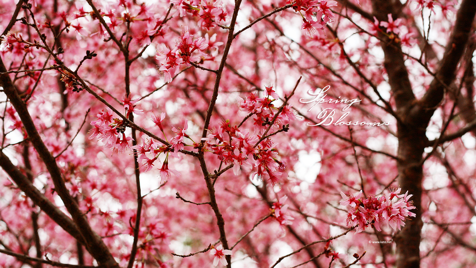 Black Floral Background Tumblr Wallpapertag