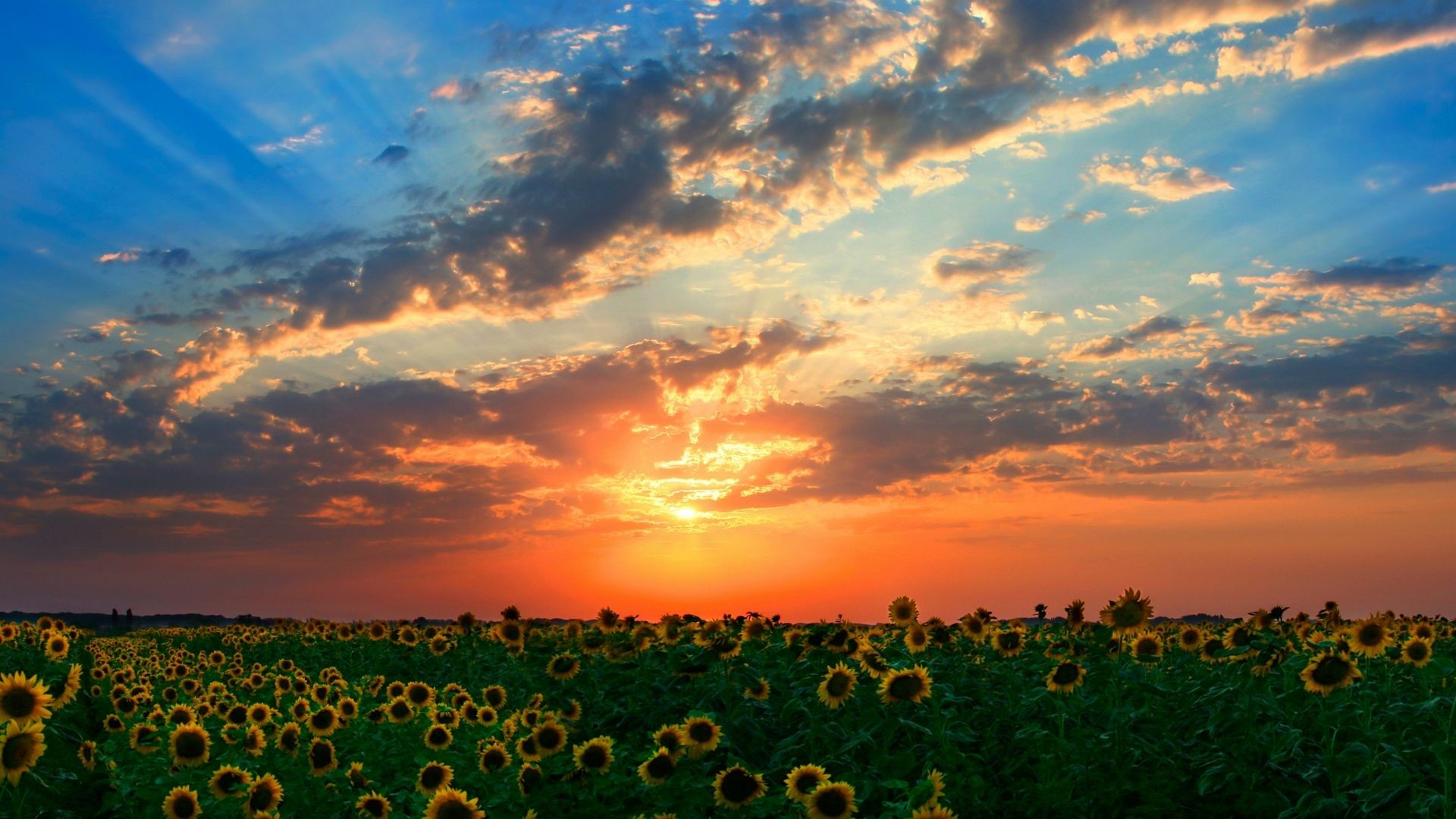 Sunflower field, Sunset, Sunflowers, Clouds, Sunbeams, Dusk, Full HD, desktop wallpaper