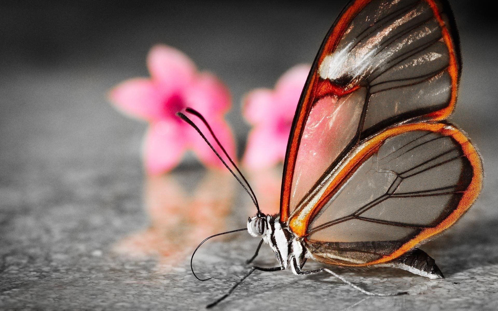 Cute Butterfly Wallpapers ·① WallpaperTag