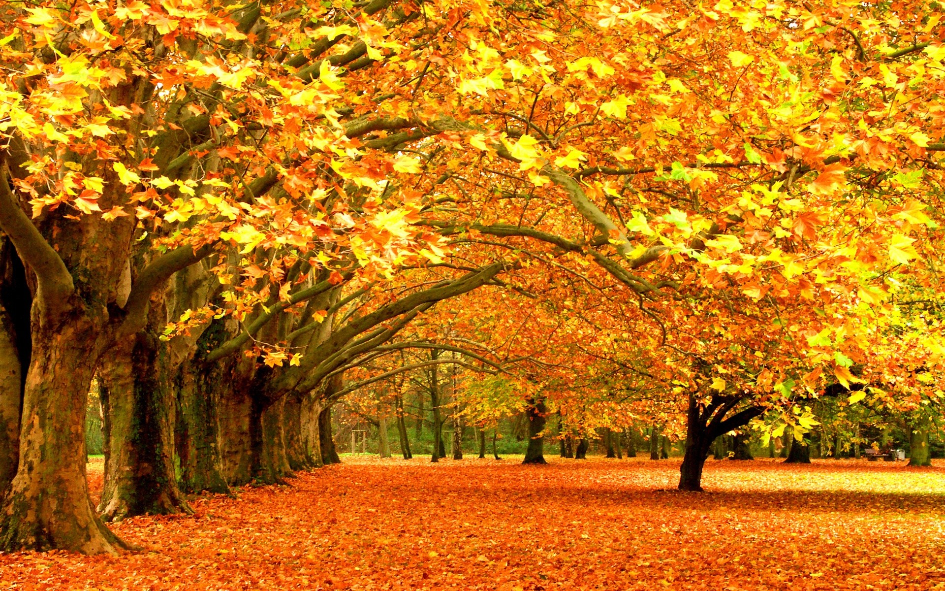  Autumn  wallpaper  Widescreen   Download free amazing High 