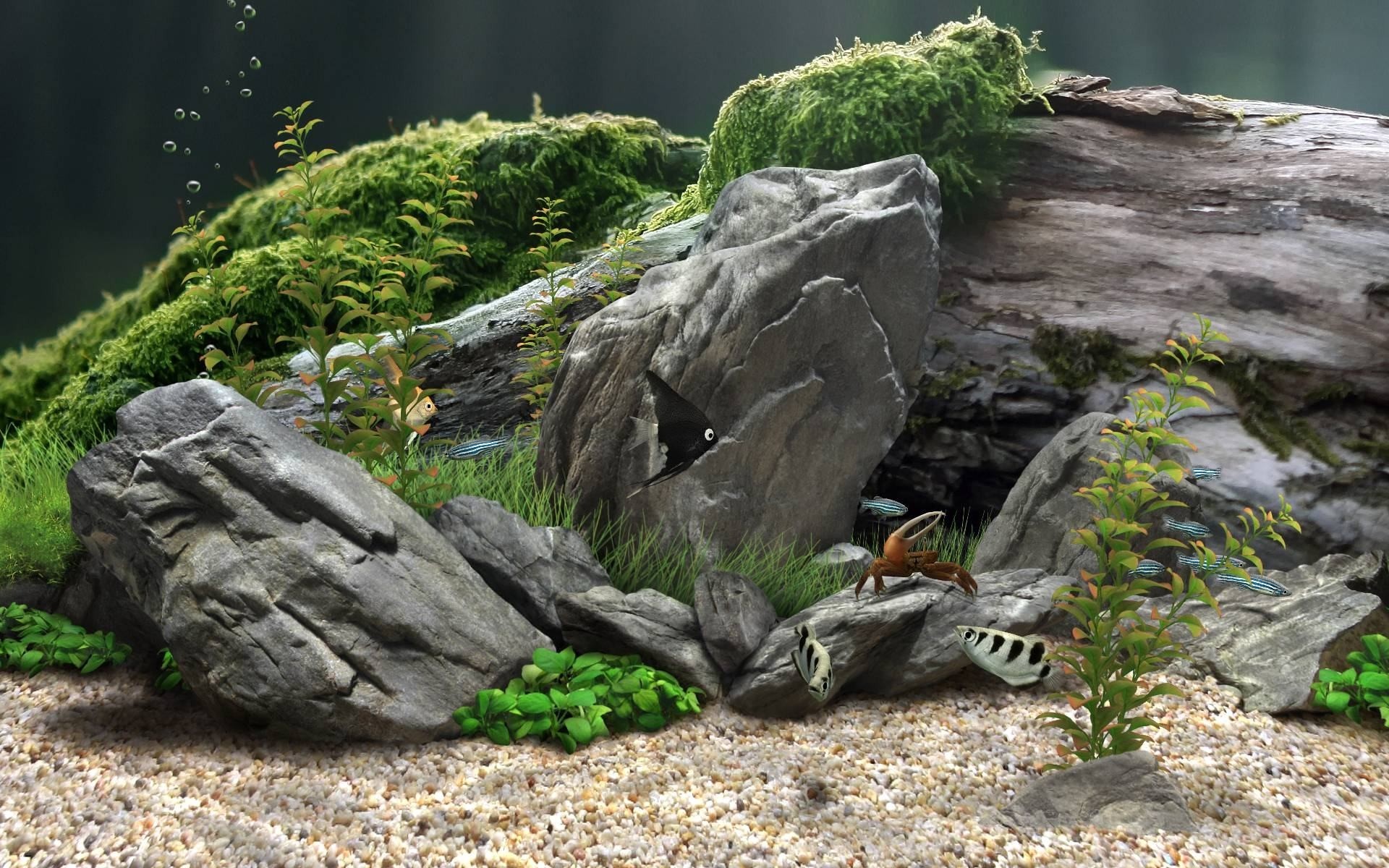 Aquarium background ·① Download free wallpapers for desktop and mobile ... Moss On Rocks In Aquarium