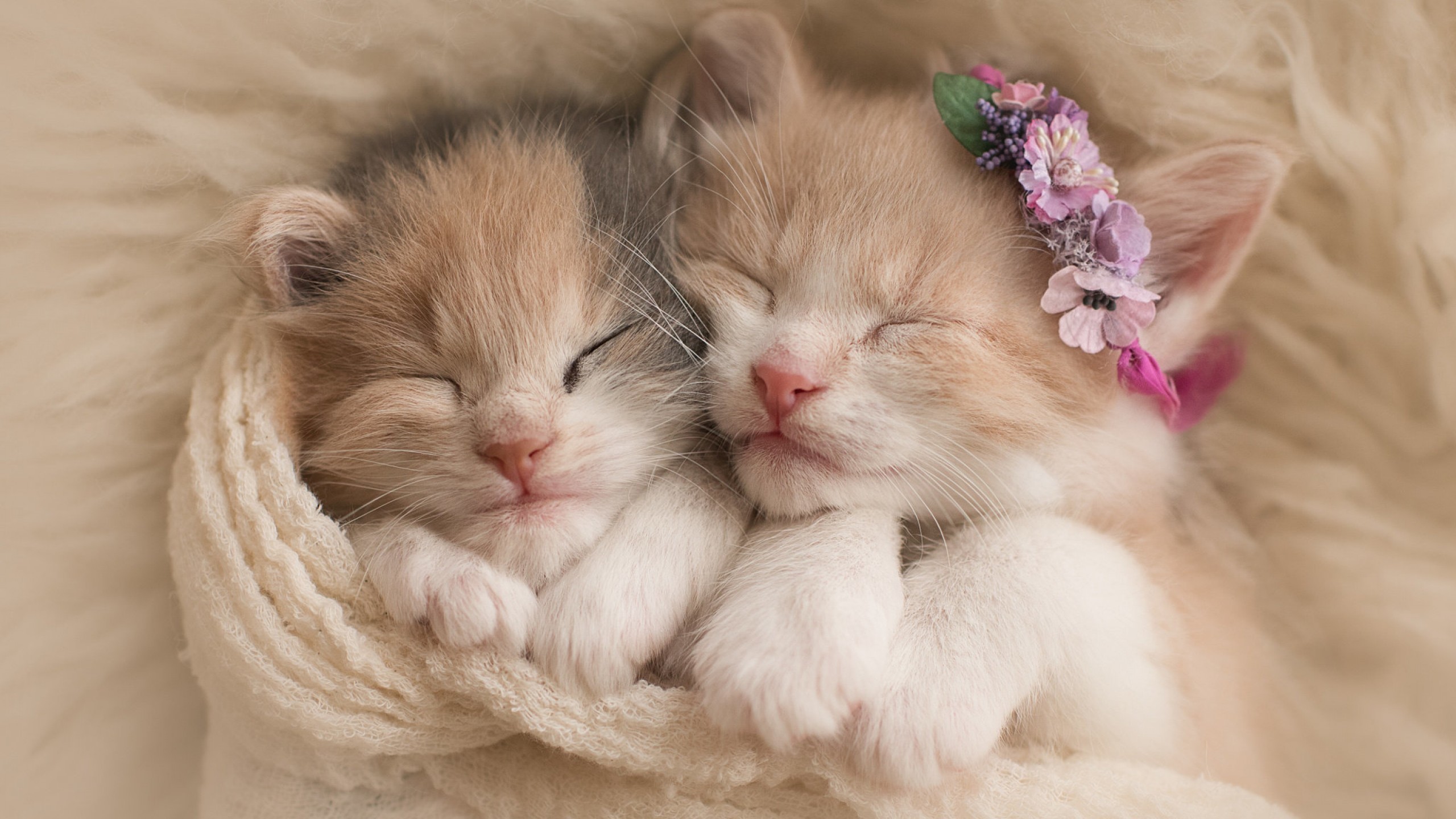 Cute Kitten Wallpapers ·① WallpaperTag