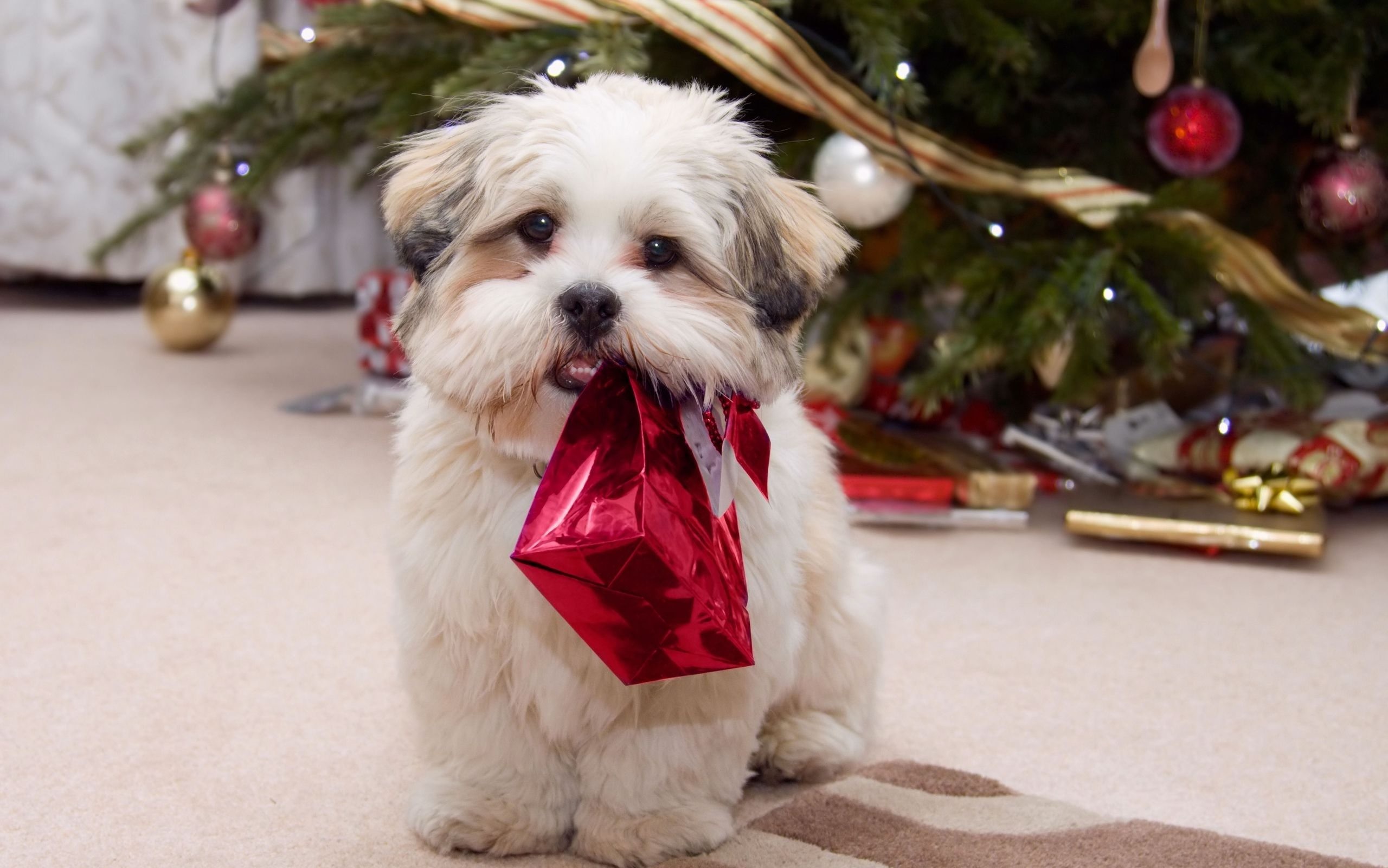 Puppy Christmas 