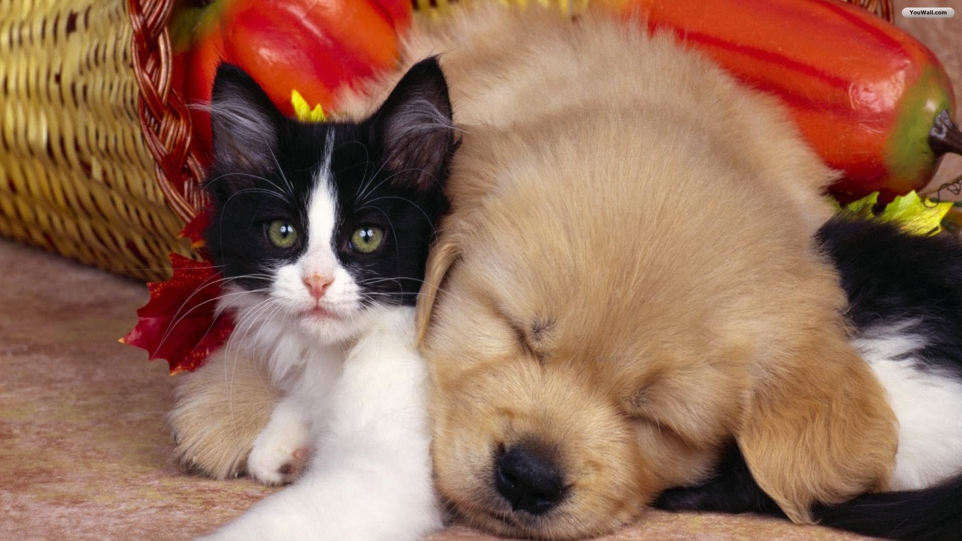 Dog And Cat Wallpaper ①