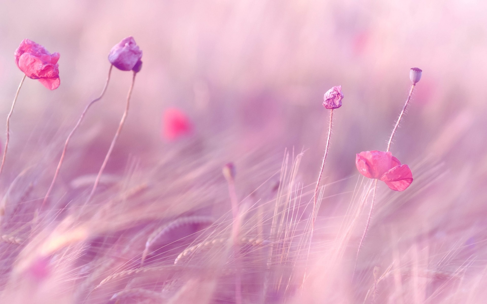 Pink and Purple Background ·① WallpaperTag