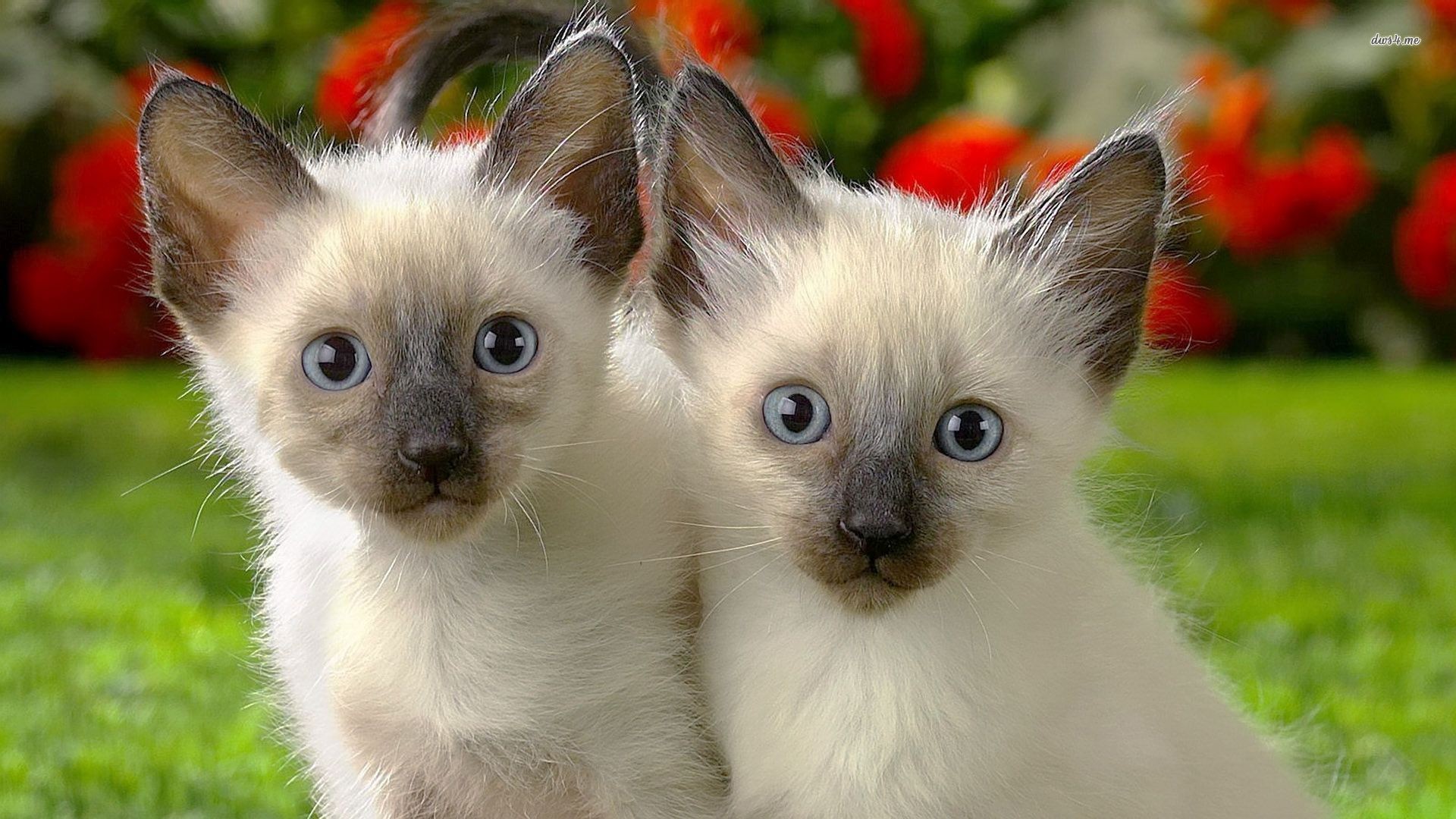  Kittens  wallpaper    Download free stunning full HD  