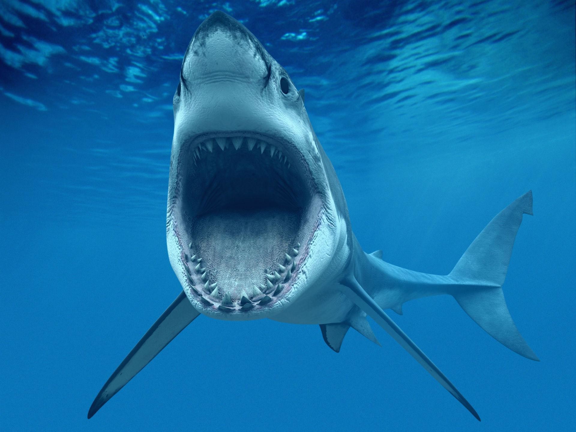 Great white shark, Underwater, Open jaws, Ocean, Full HD, iPad lock screen