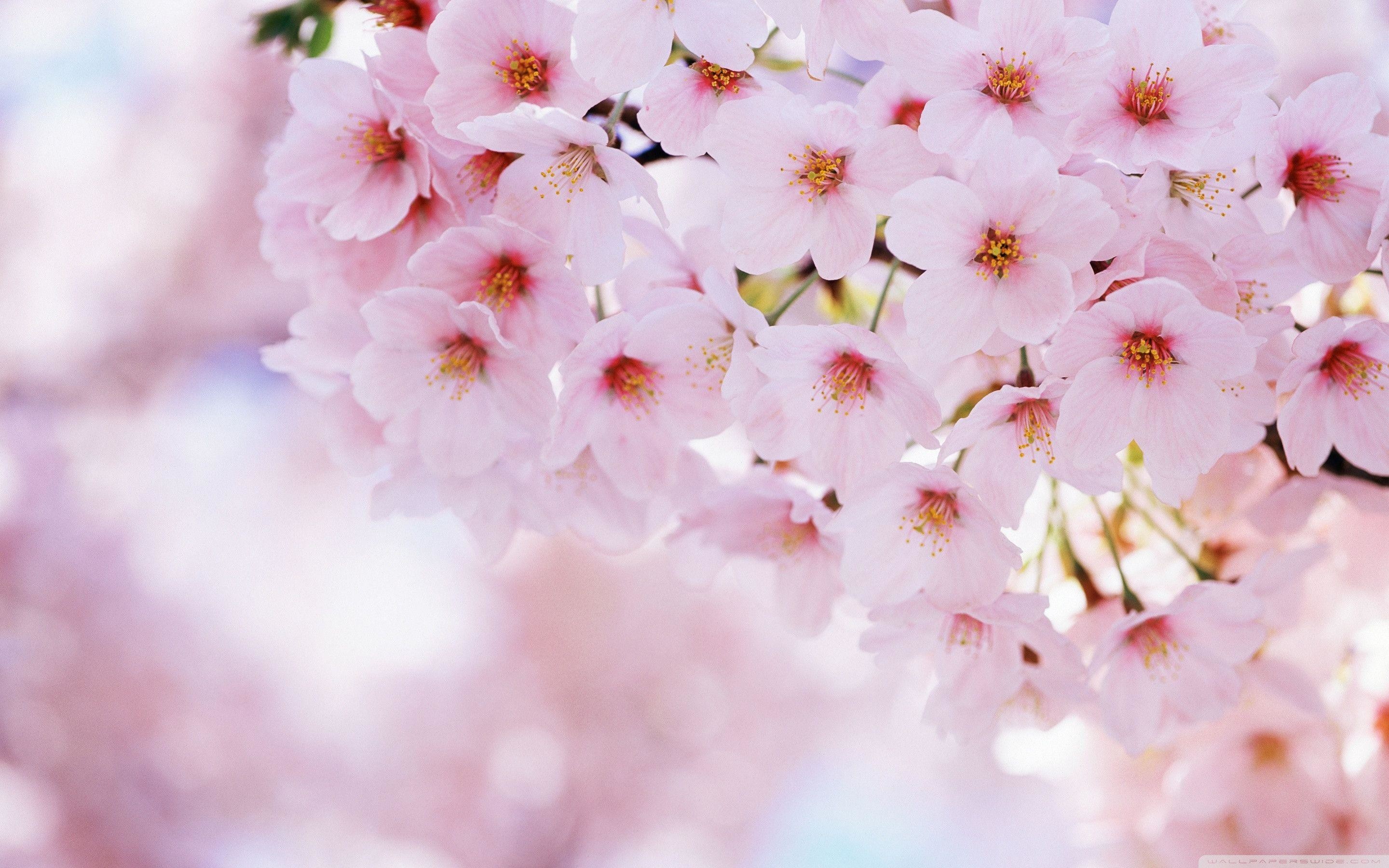 Sakura Flower Wallpaper ①