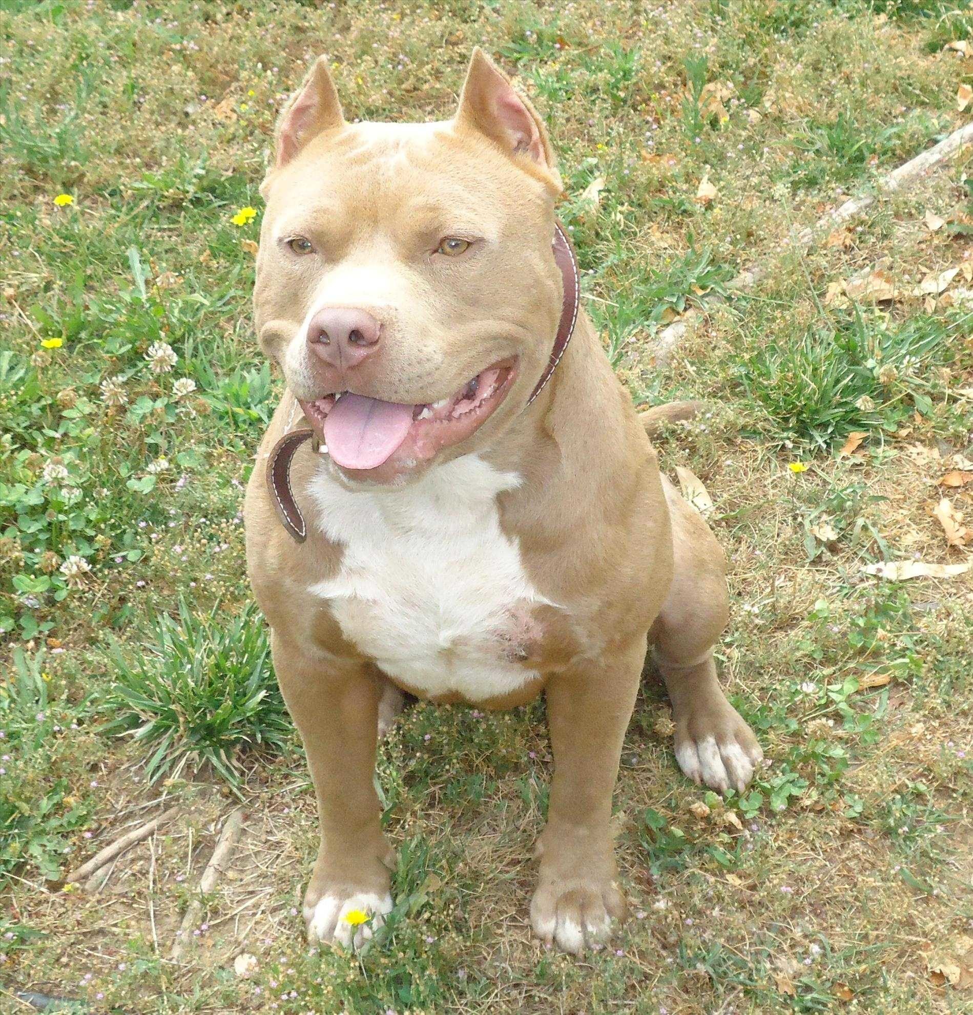 red nose pitbull price