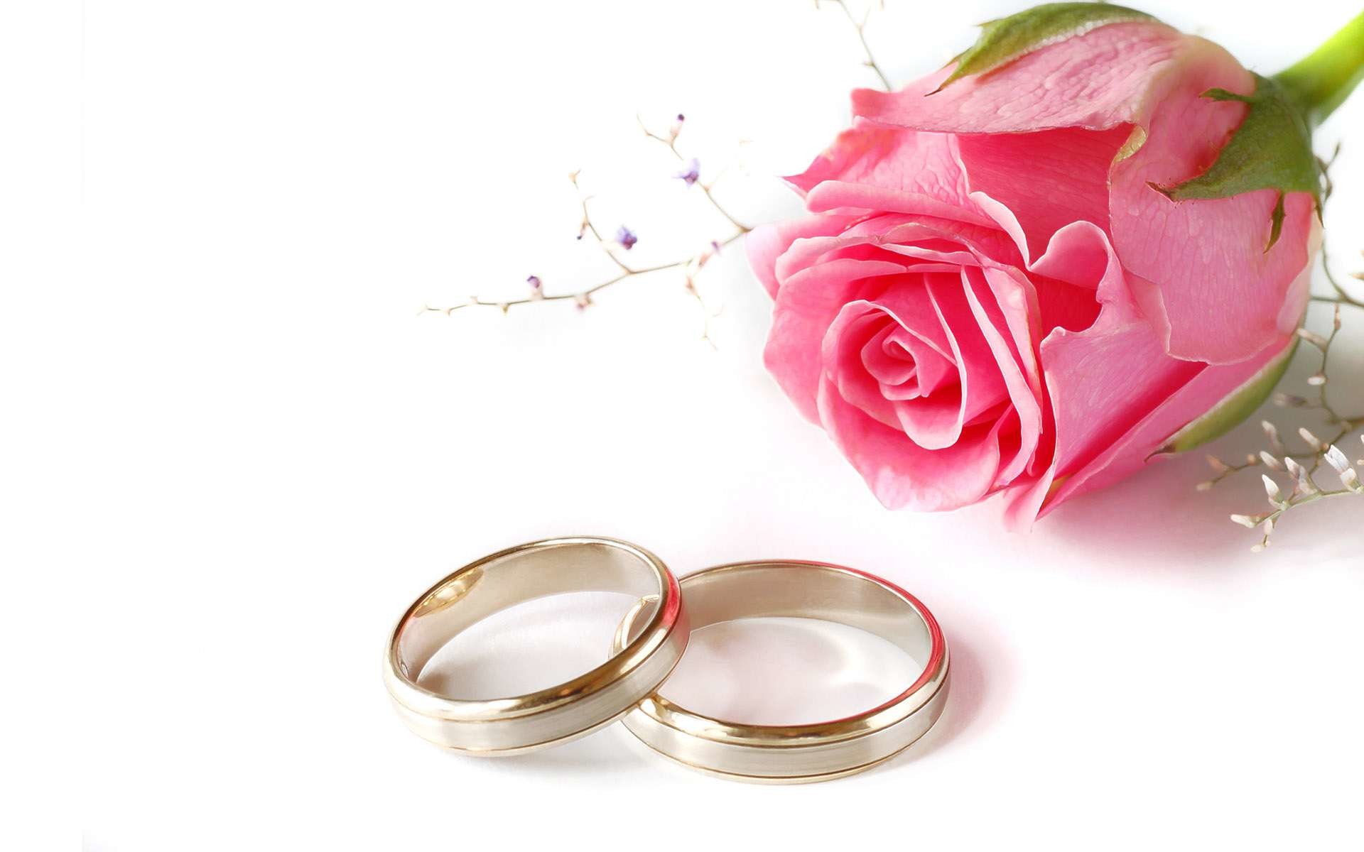Wedding rings, Pink rose, White background, Romantic, 16:10 Full HD, widescreen wallpaper