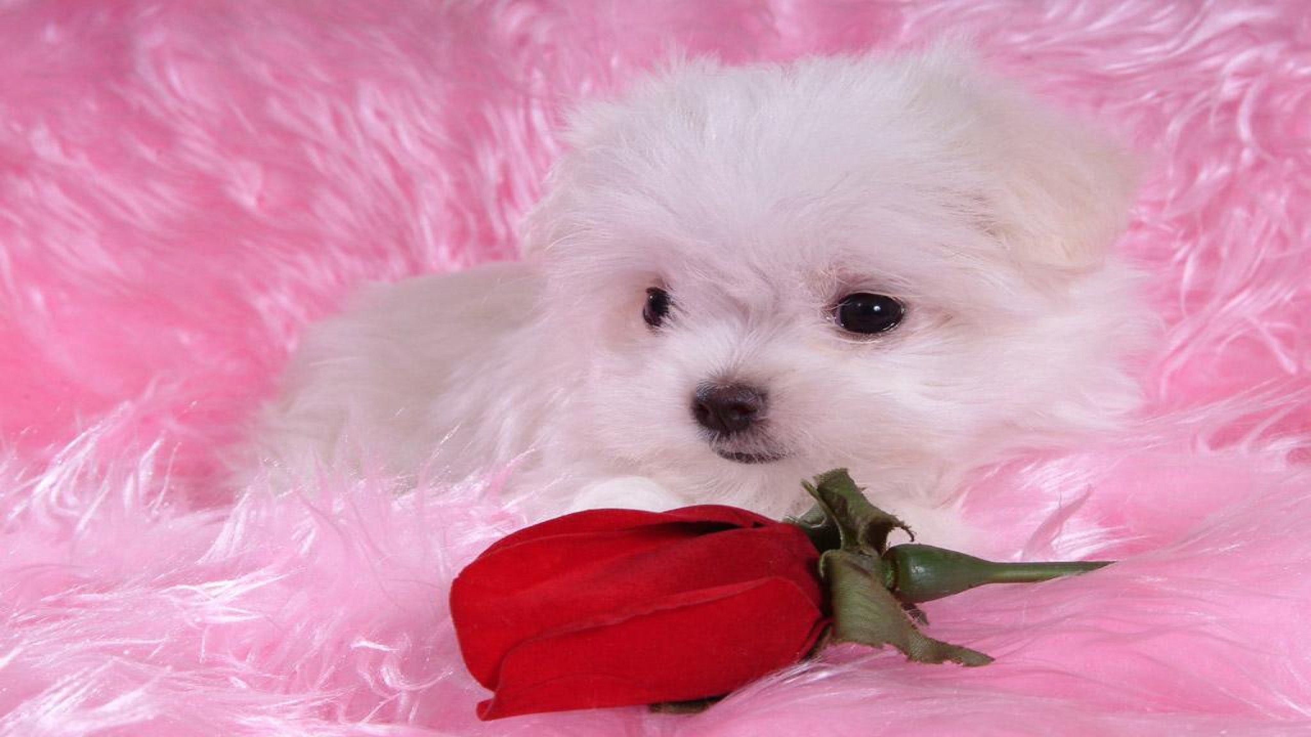 Cute Puppy Wallpapers ·① WallpaperTag