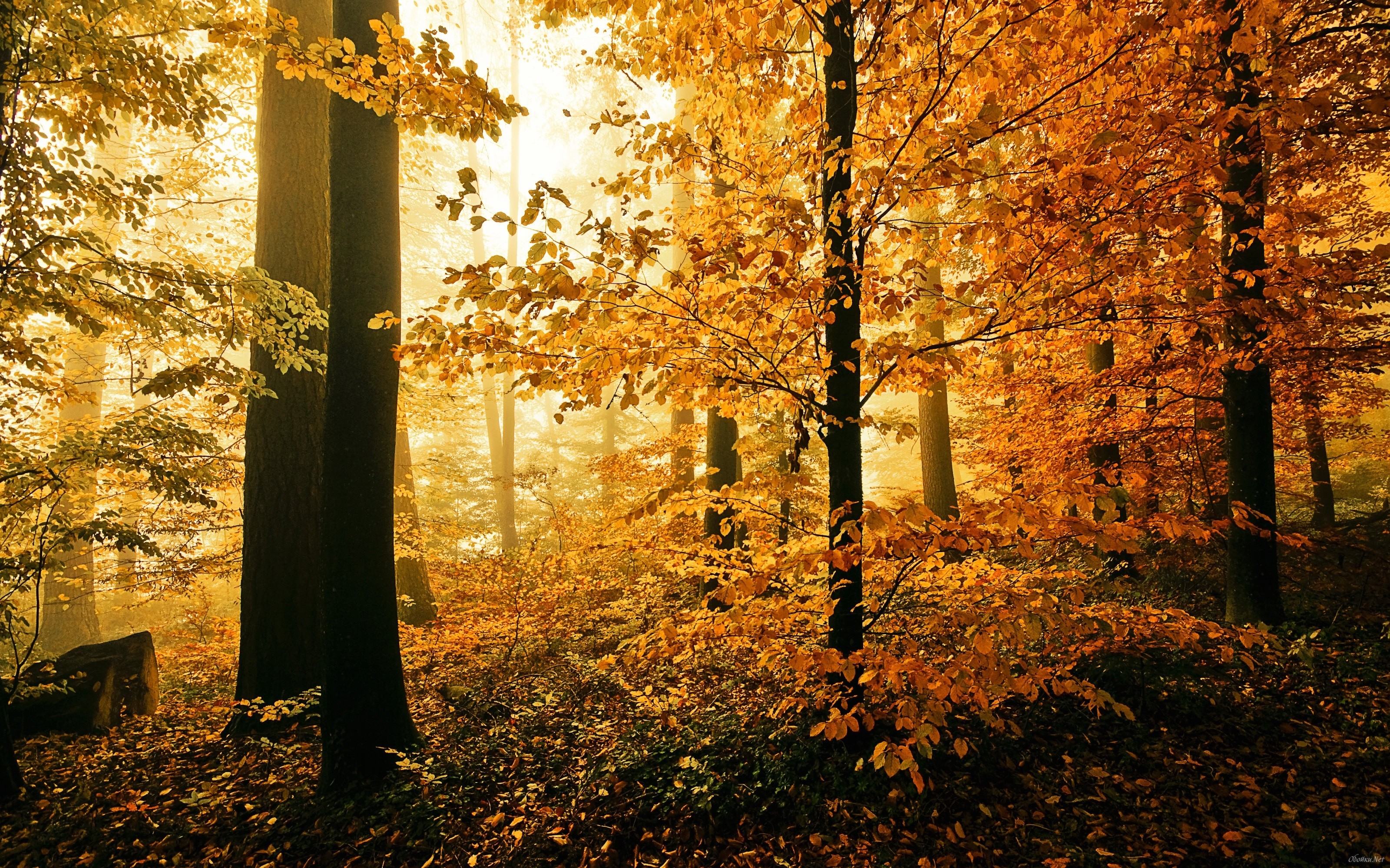 Autumn forest, Golden light, Tree trunks, Sunlight, 3200x2000, MacBook Pro wallpaper