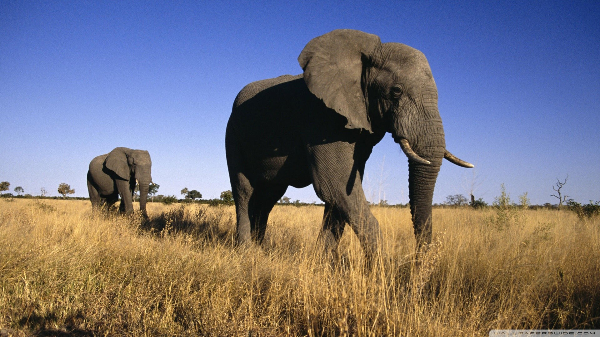 African elephants, Blue sky, Savanna, Full HD, desktop background
