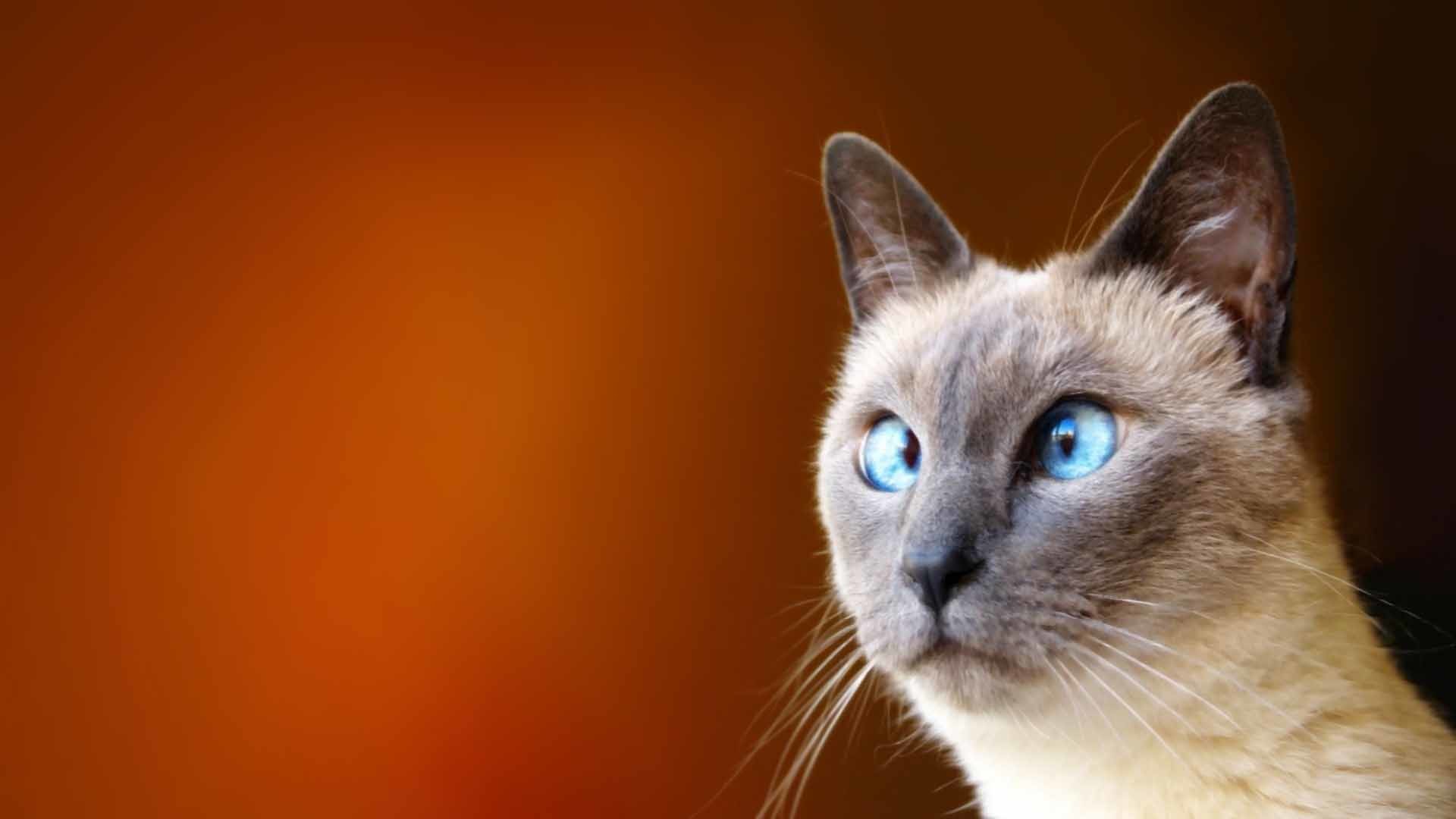 funny zoom backgrounds 1920x1080