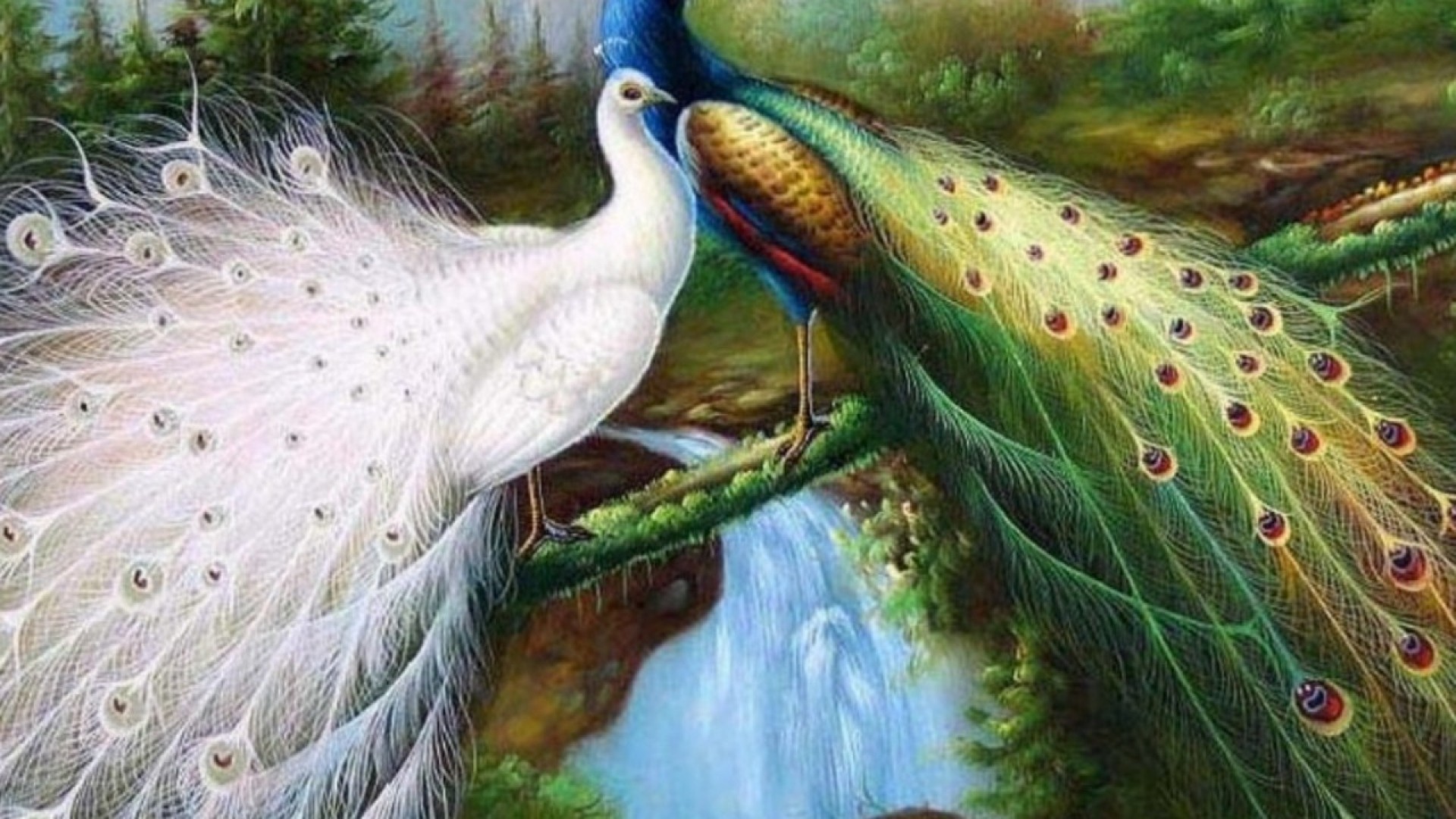 Lovely Birds  Wallpaper    WallpaperTag