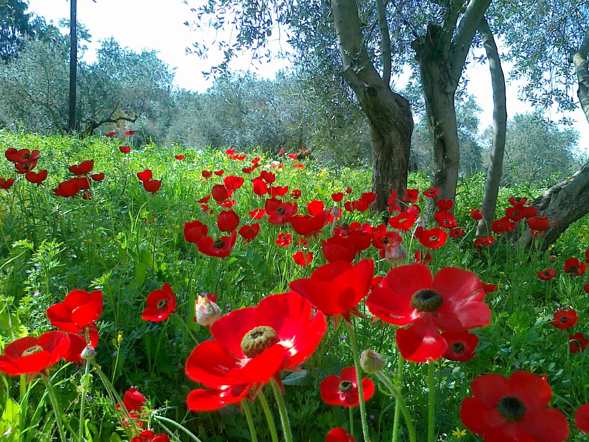 Natural Flower Wallpaper Download Beautiful Scenery - 10 Best Spring