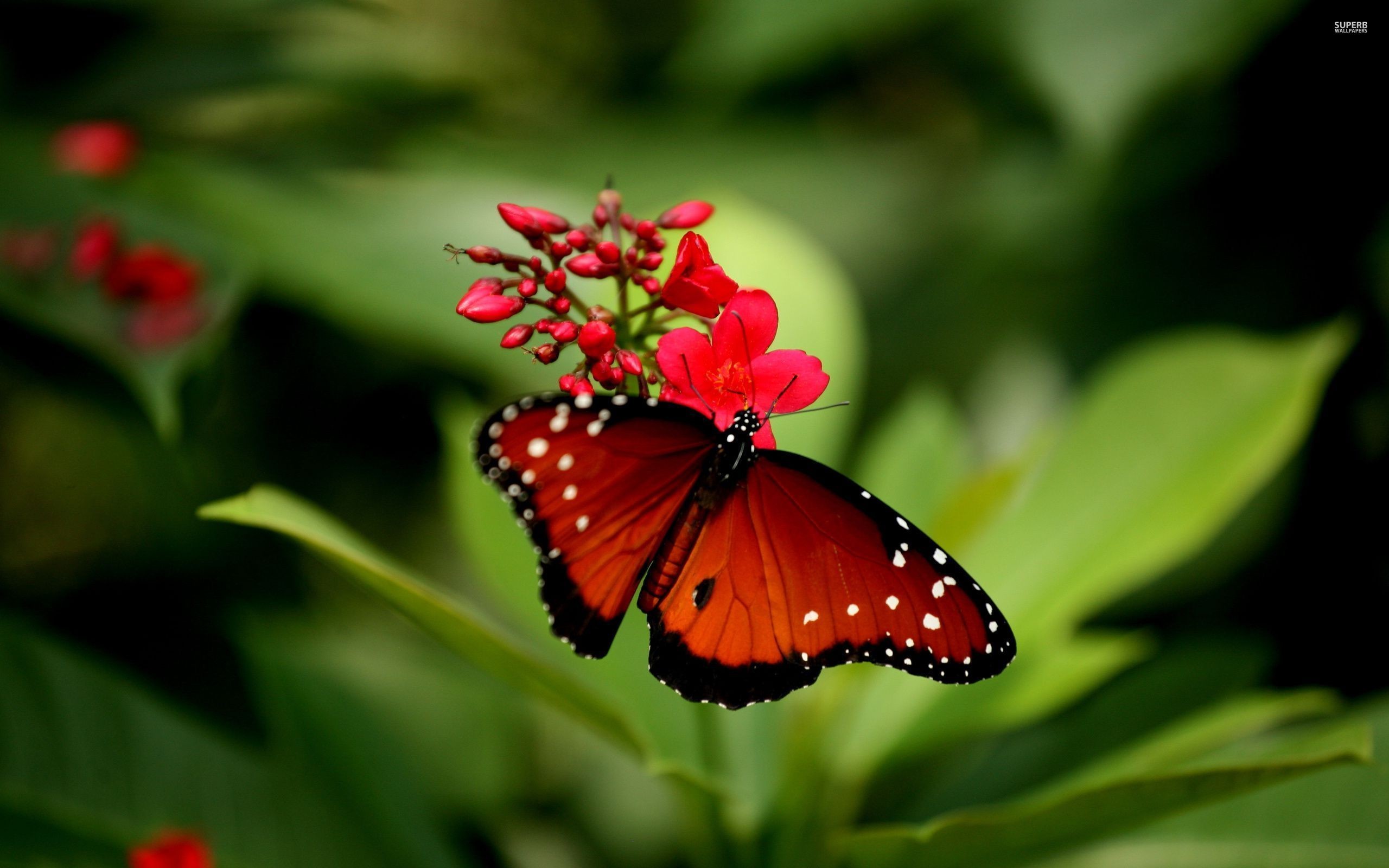Red Butterfly Wallpaper ·① WallpaperTag