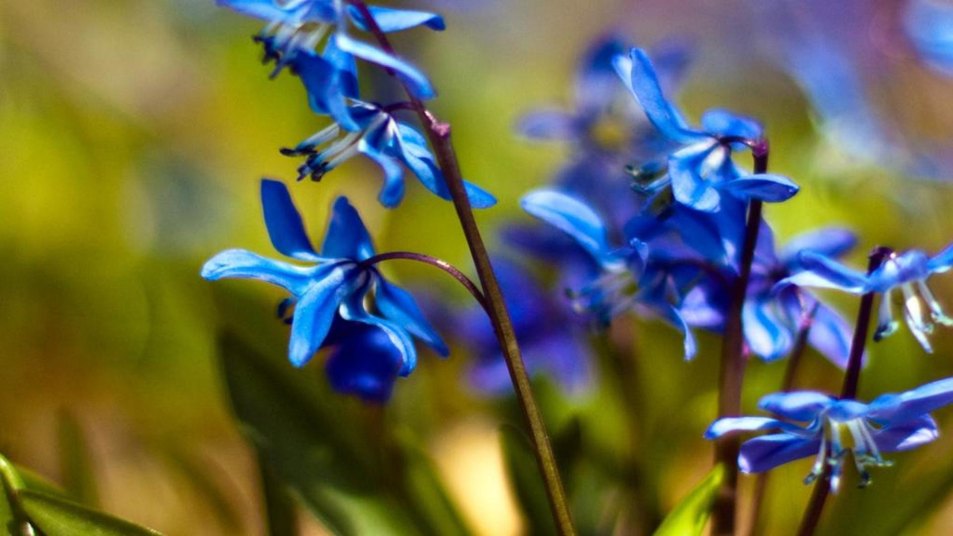 Spring Flowers Background Desktop ·① WallpaperTag