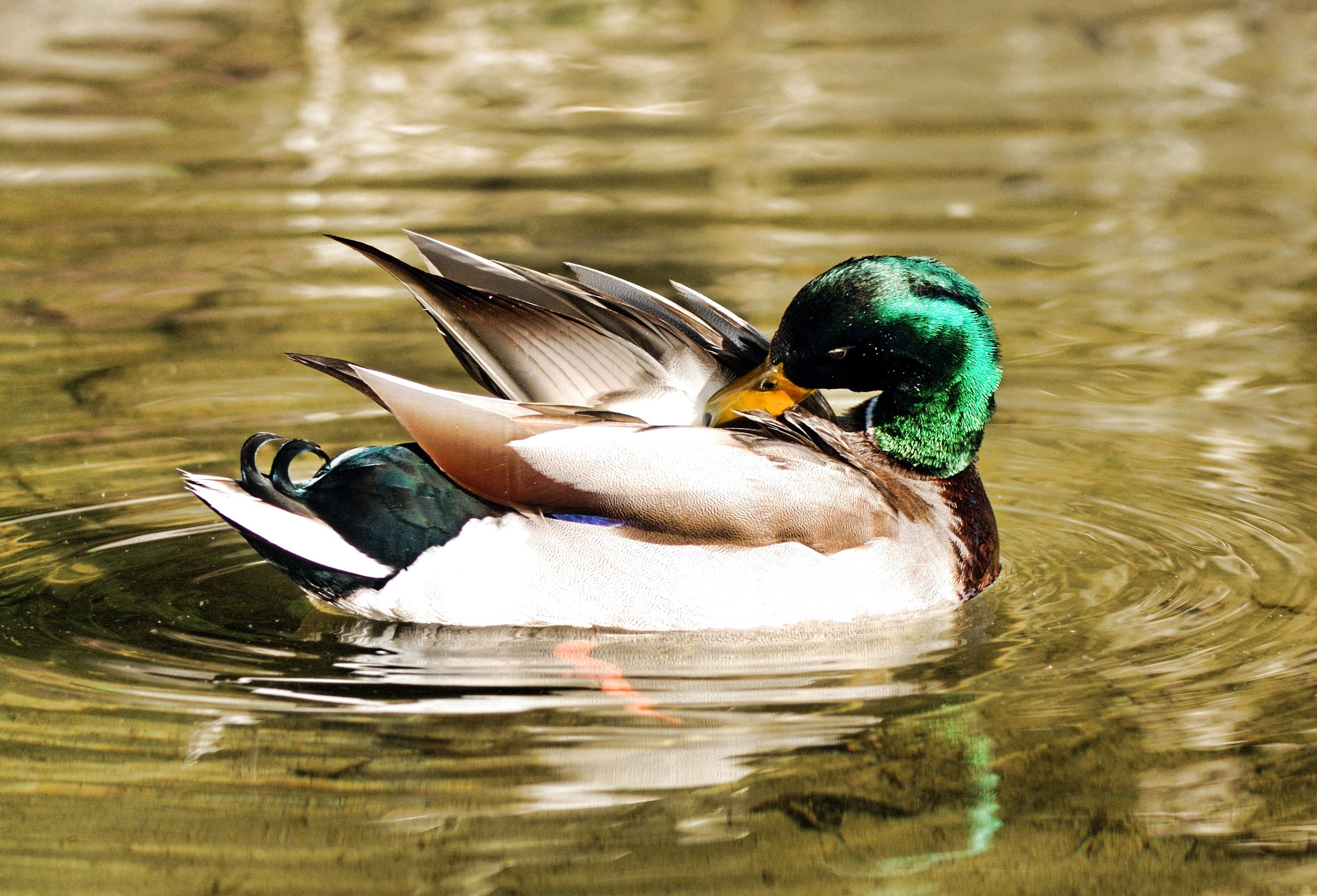 Mallard Wallpaper ·① WallpaperTag