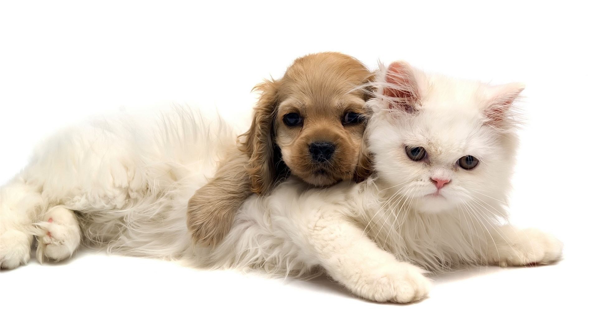 Cat And Dog Wallpaper ①